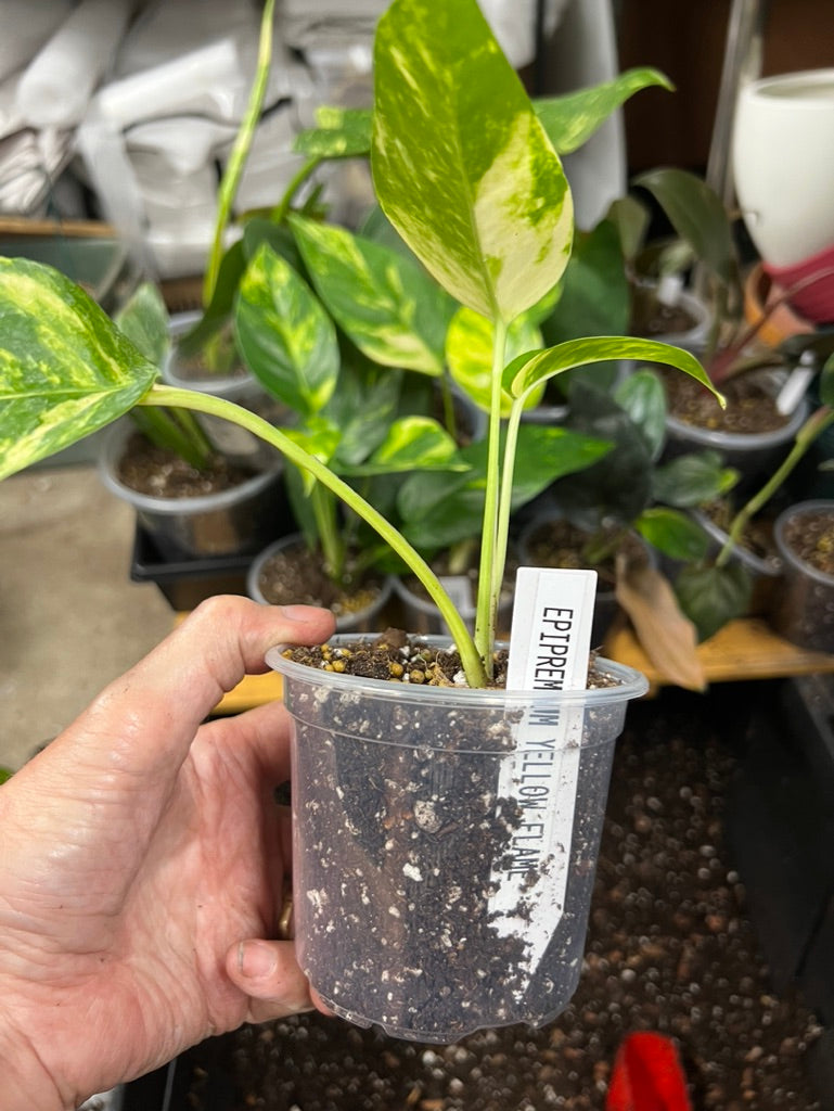 Epipremnum pinnatum 'Yellow Flame' 🌿🔥