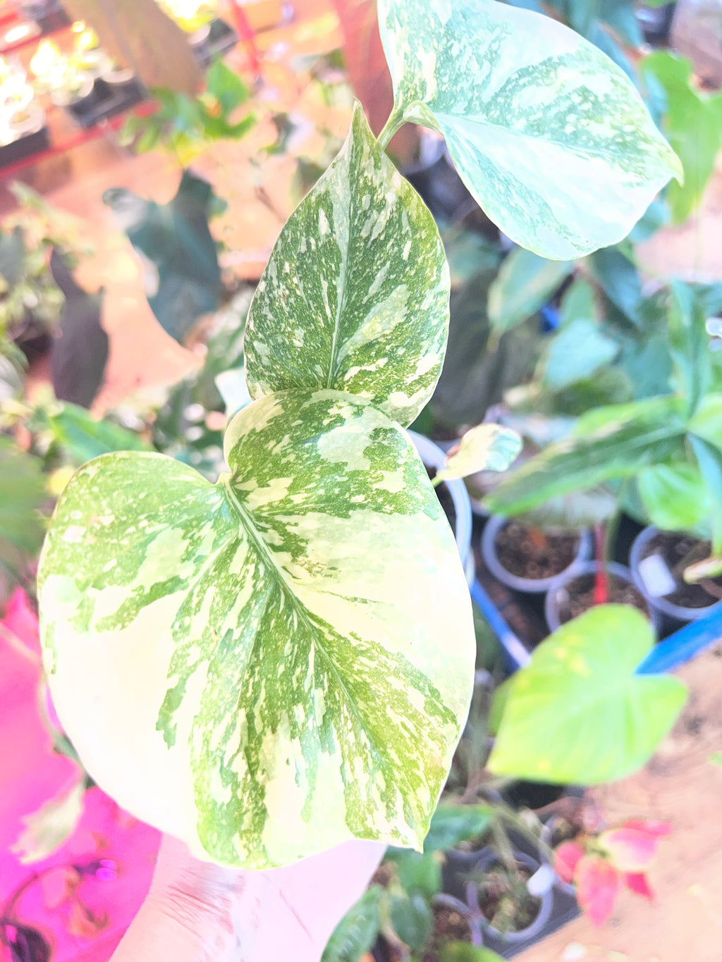 Monstera Cream Cheese