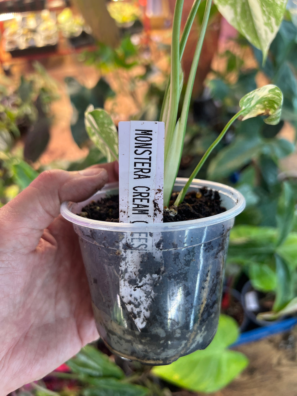 Monstera Cream Cheese