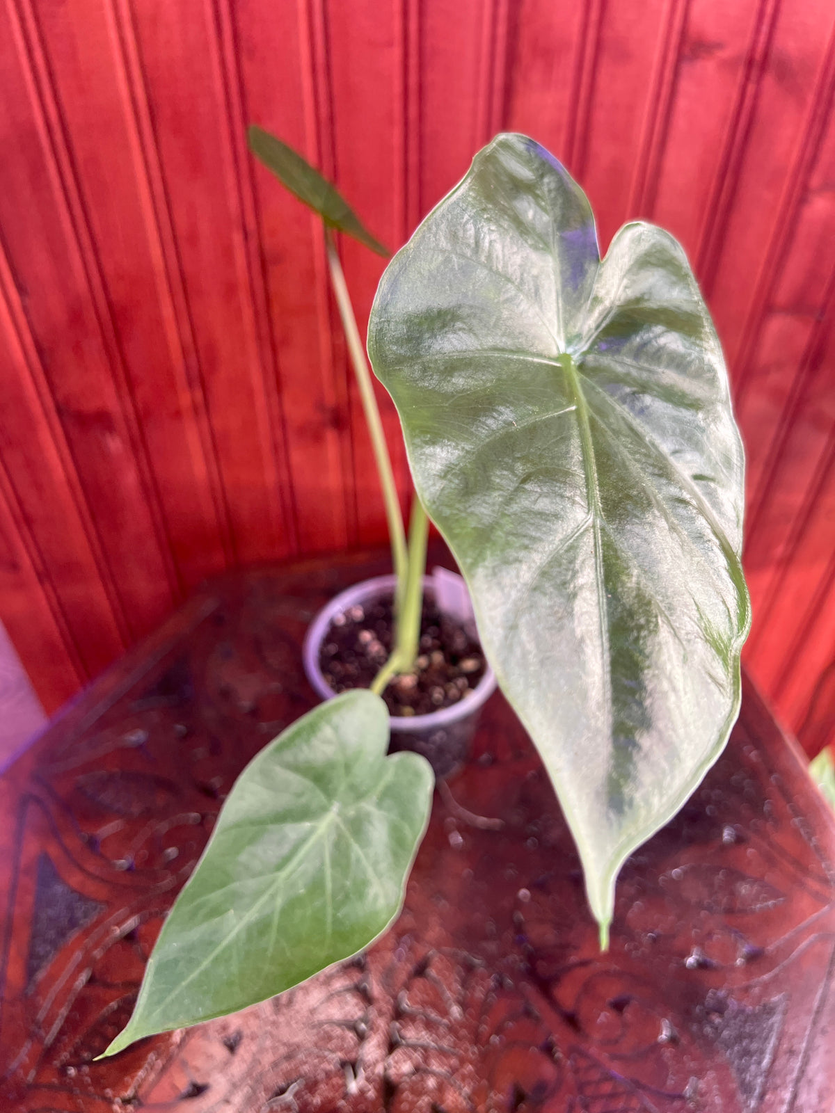 Alocasia Odora