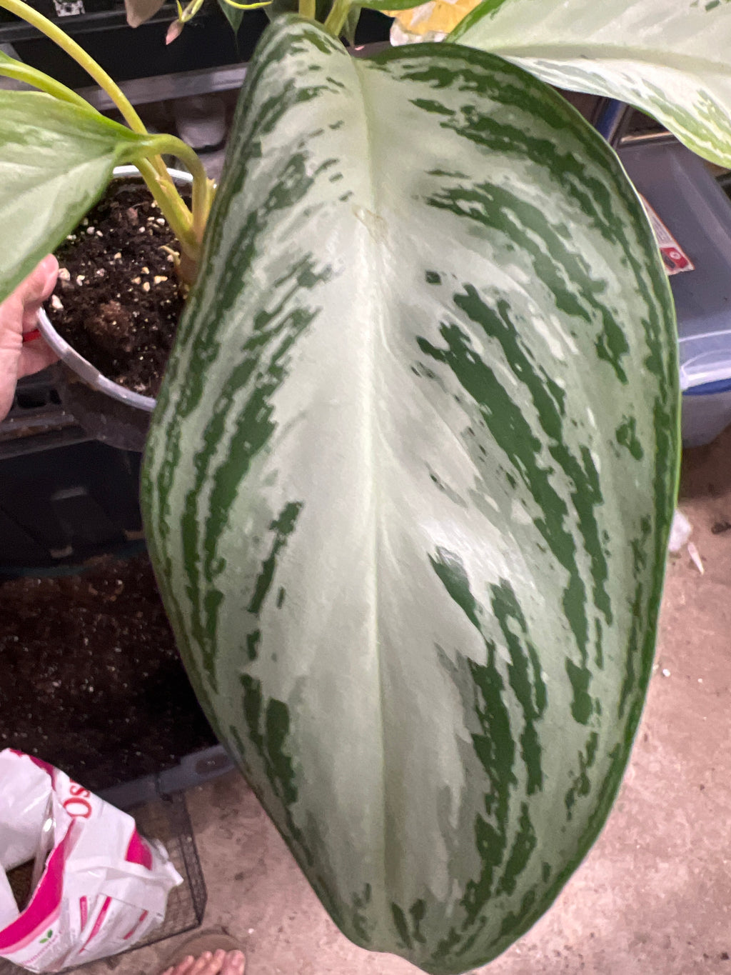 Aglaonema Leprechaun