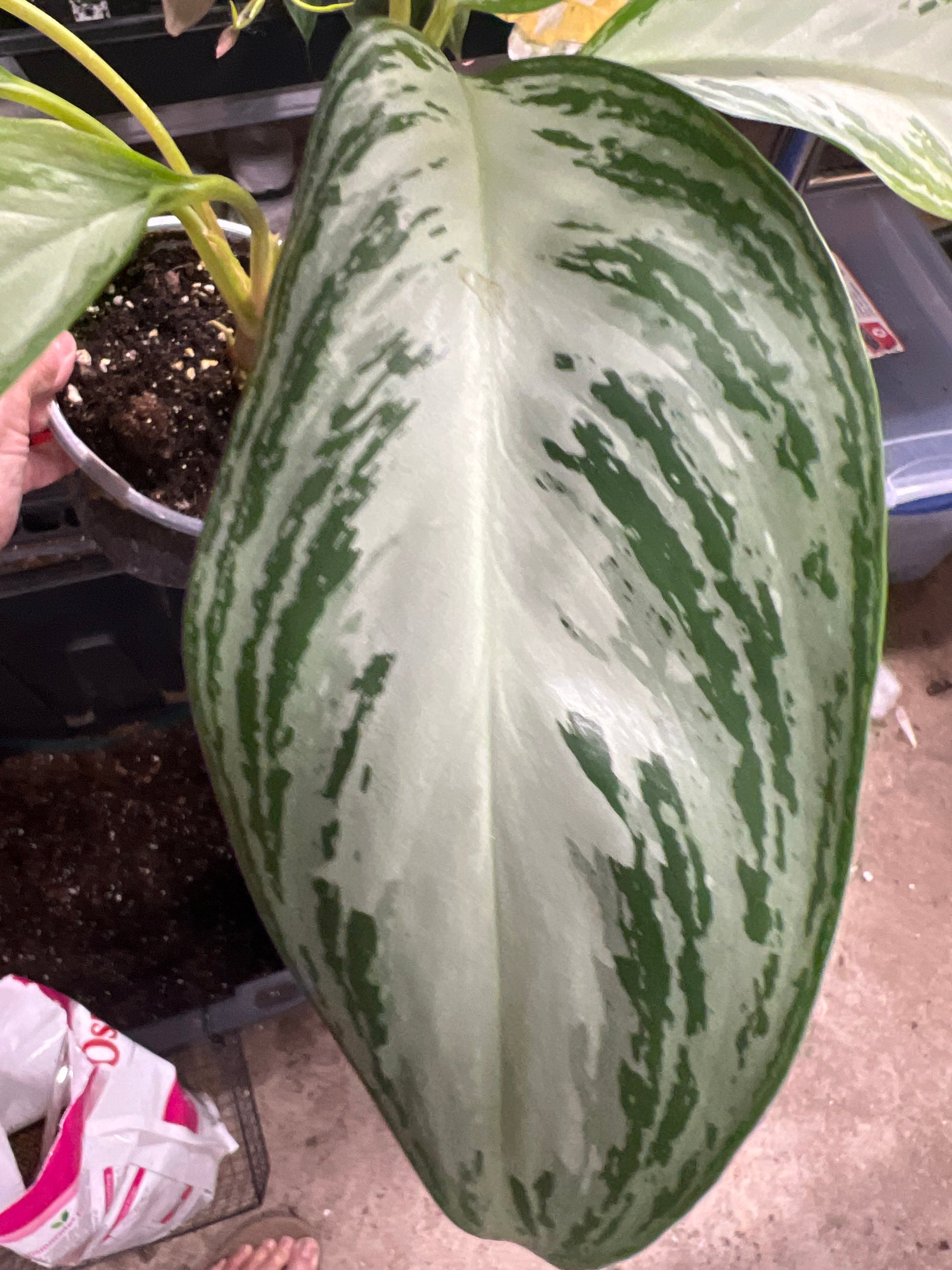 Aglaonema Leprechaun