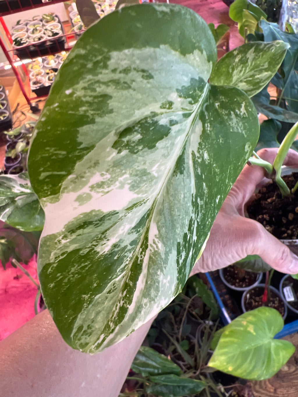 Monstera Borsigiana Albo