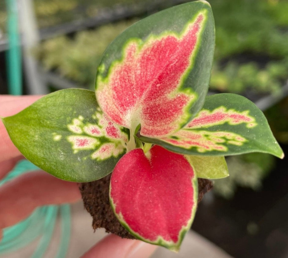 Aglaonema Suksom (Suksom Jaipong / Suksom Bangkok / Suksom Red)