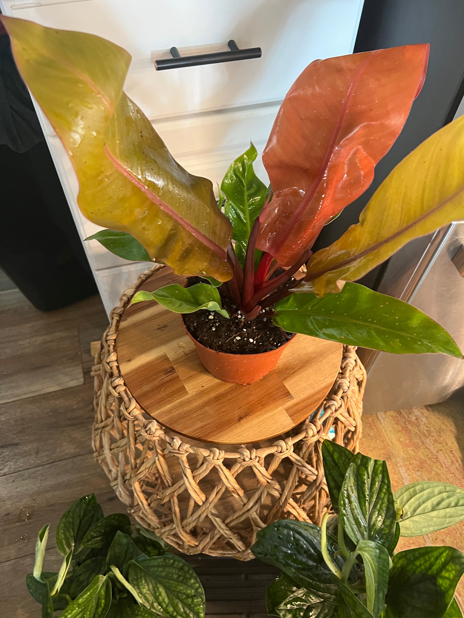 Philodendron Prince of Orange