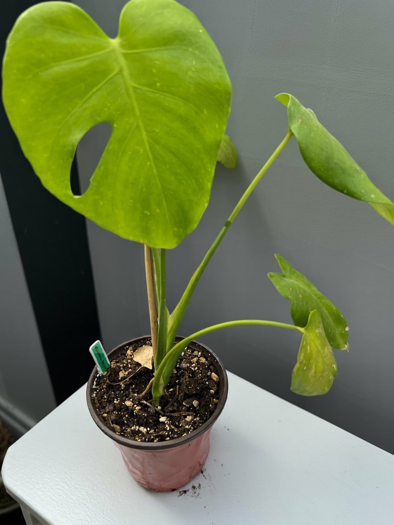 Monstera deliciosa live monstera from Mulliken Nursery
