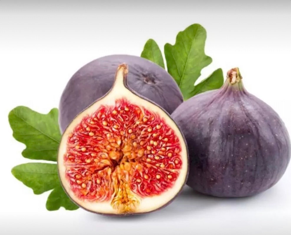 Ficus Carica Fig