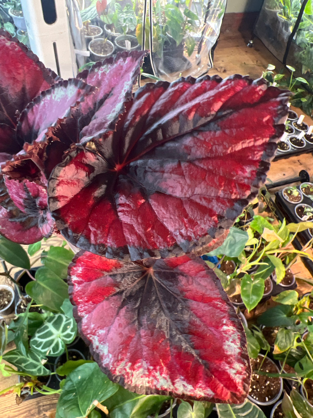Begonia Red Kiss live plant foliage and detail view 3