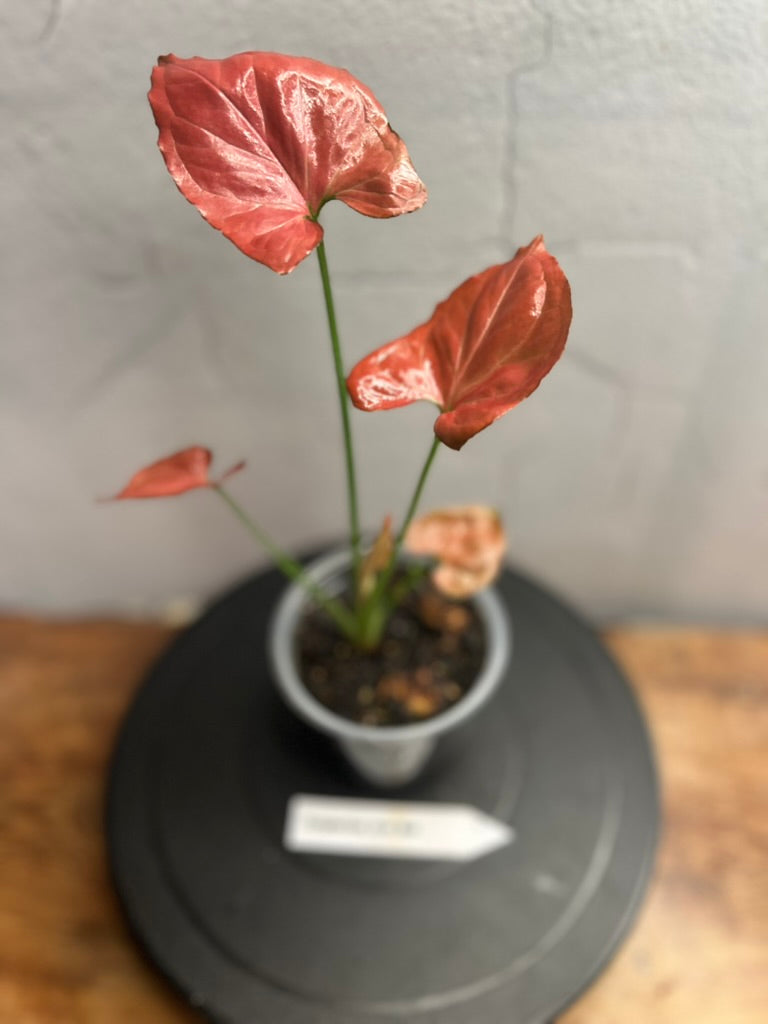 Syngonium Orm Nak