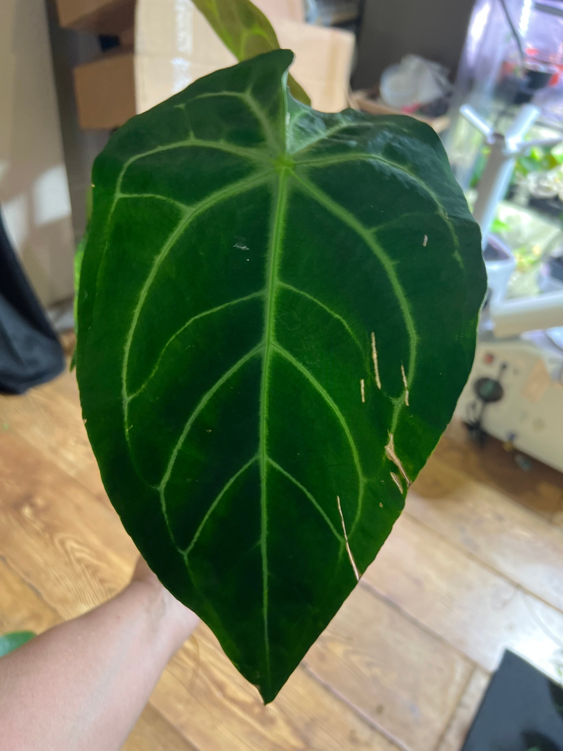 Anthurium ‘Ecuagenera Green Soul’ × Anthurium forgetii