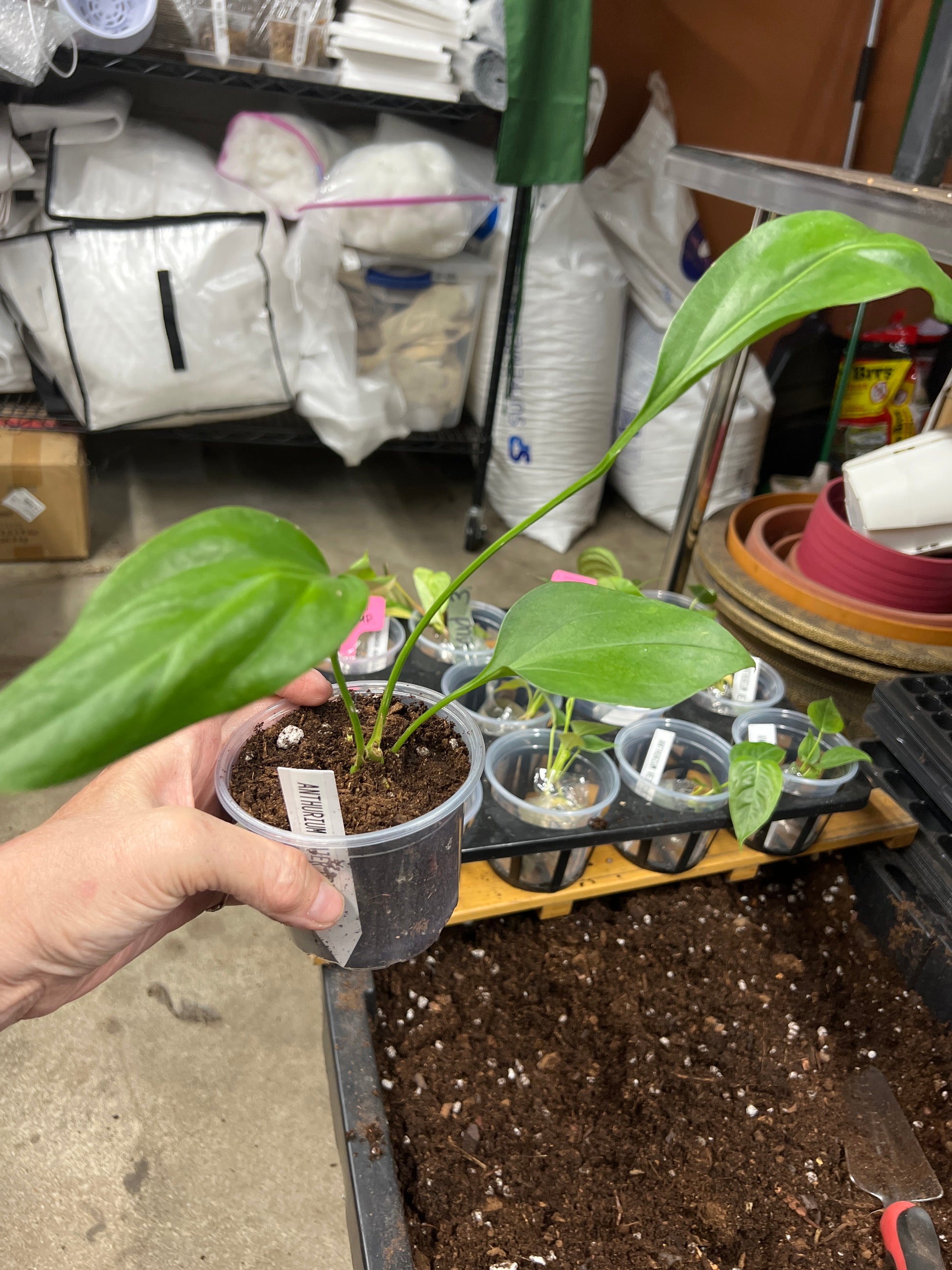 Anthurium Water Dragon
