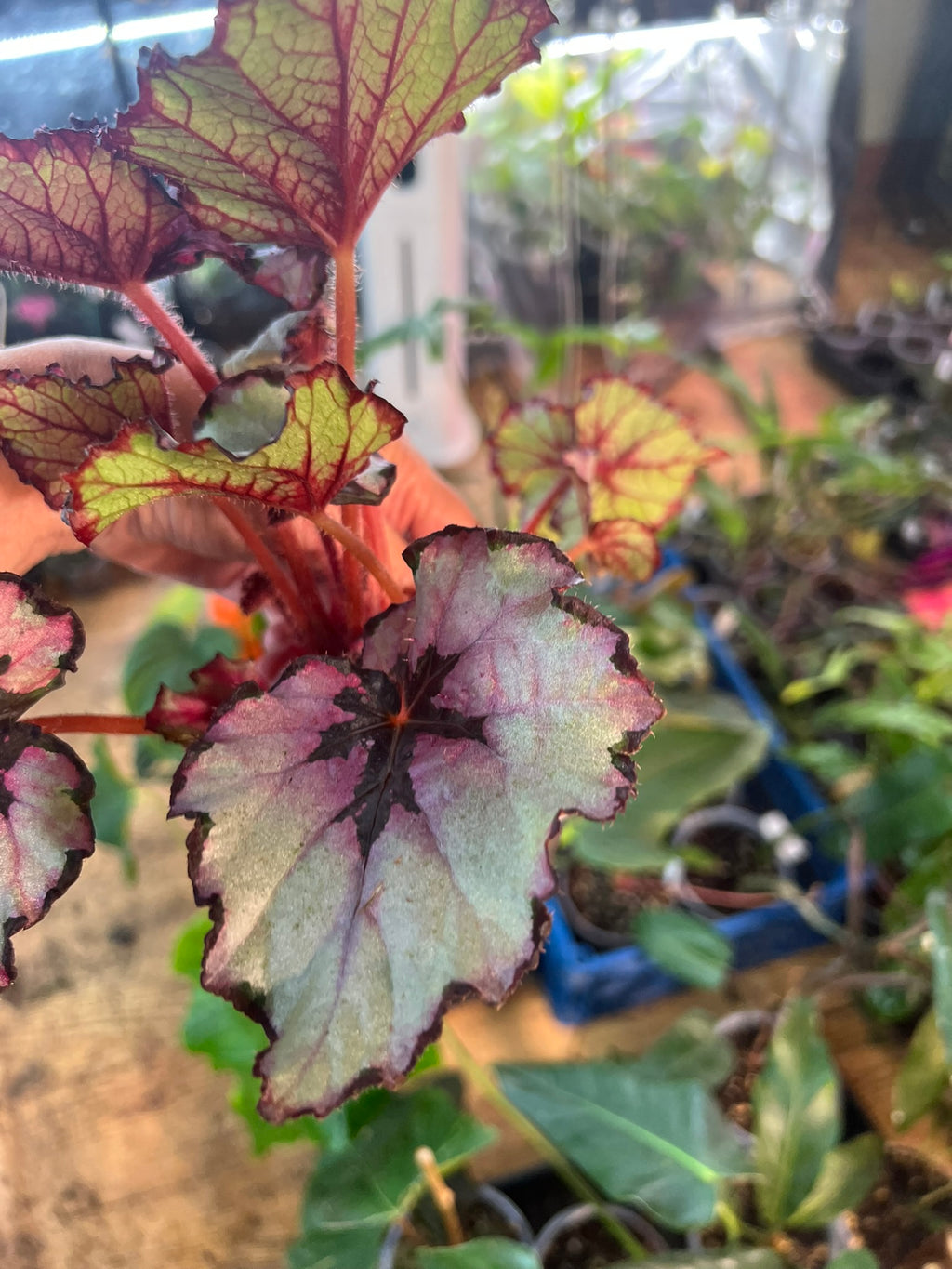 Begonia Red Robin