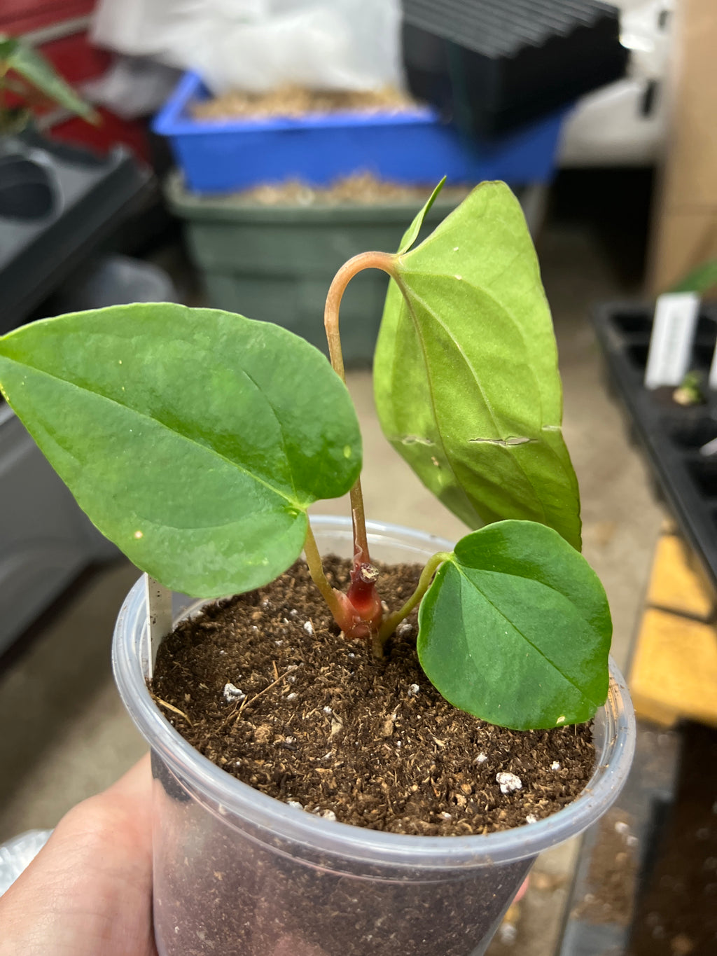 Anthurium 'Espíritu de Montaña' × A. papillilaminum live plant foliage and detail view 3