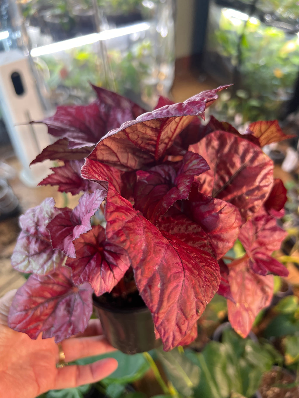 Begonia Otetka live plant foliage and detail view 2