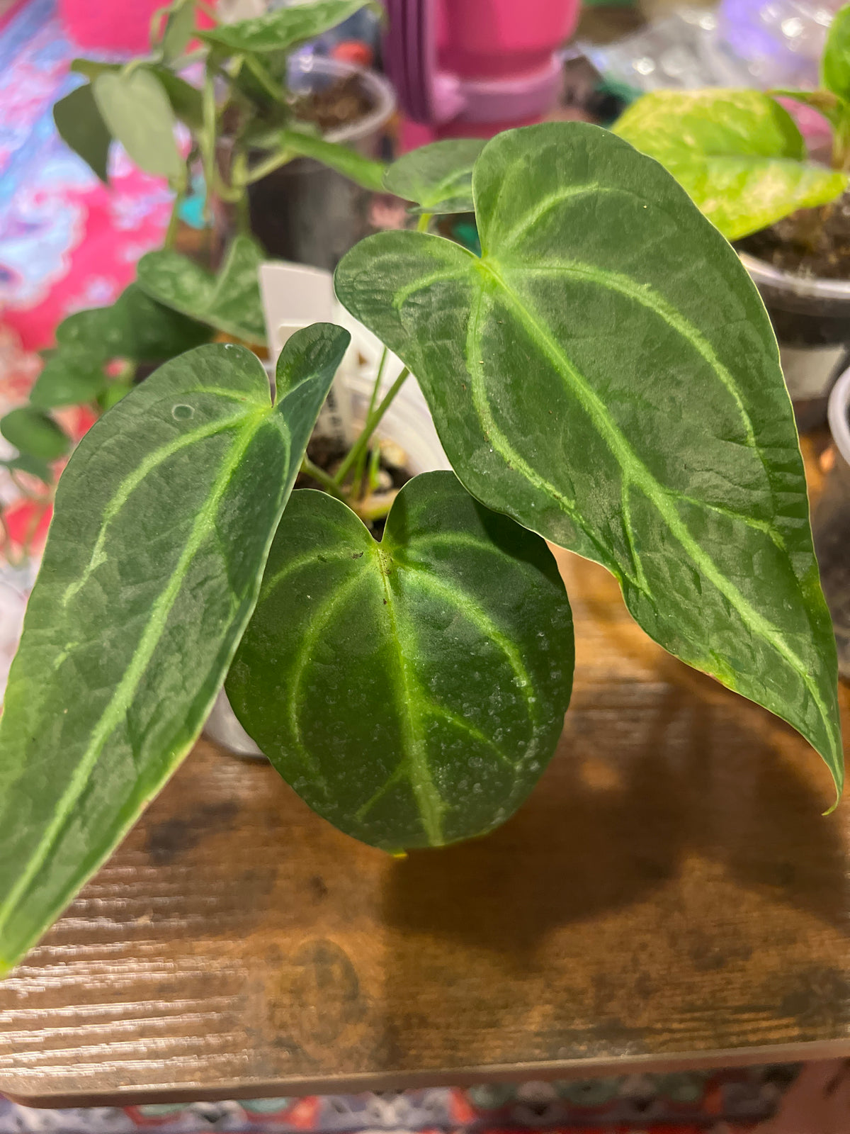 Anthurium Yasuni Heart