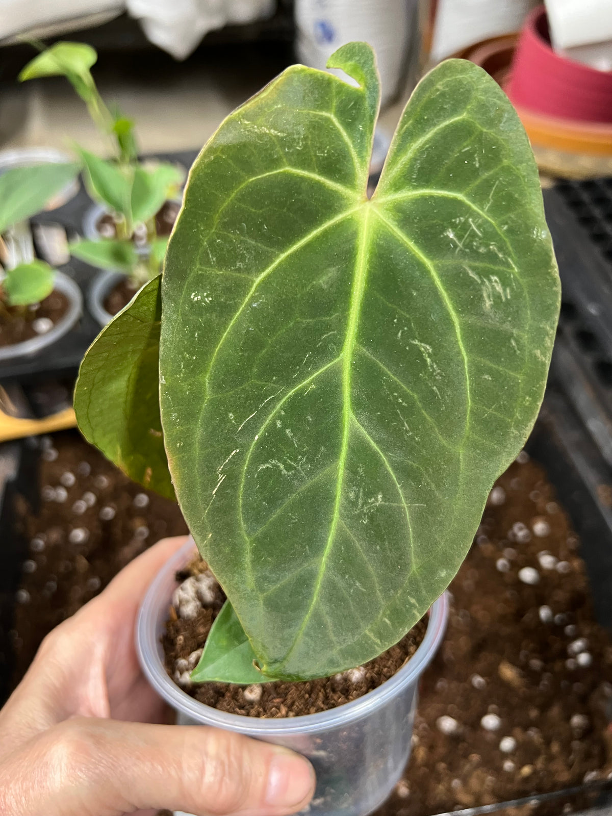 anthurium lilli Anthurium Lilli – Mulliken Nursery
