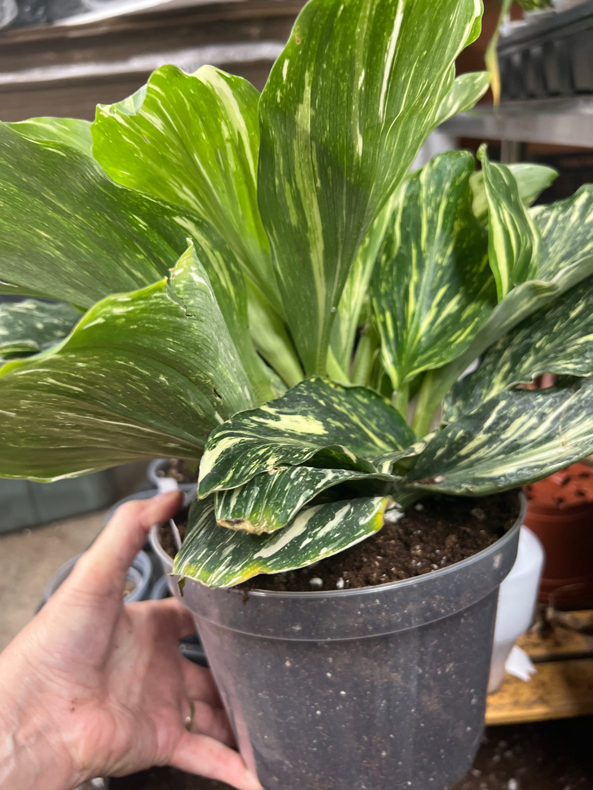 Kaempferia Peacock Ginger Var. live plant foliage and detail view 2