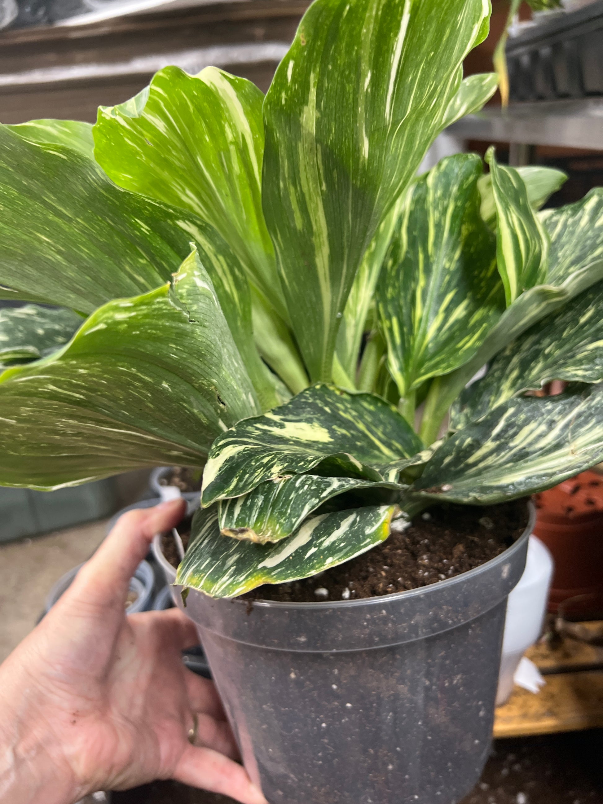 Kaempferia Peacock Ginger Var.