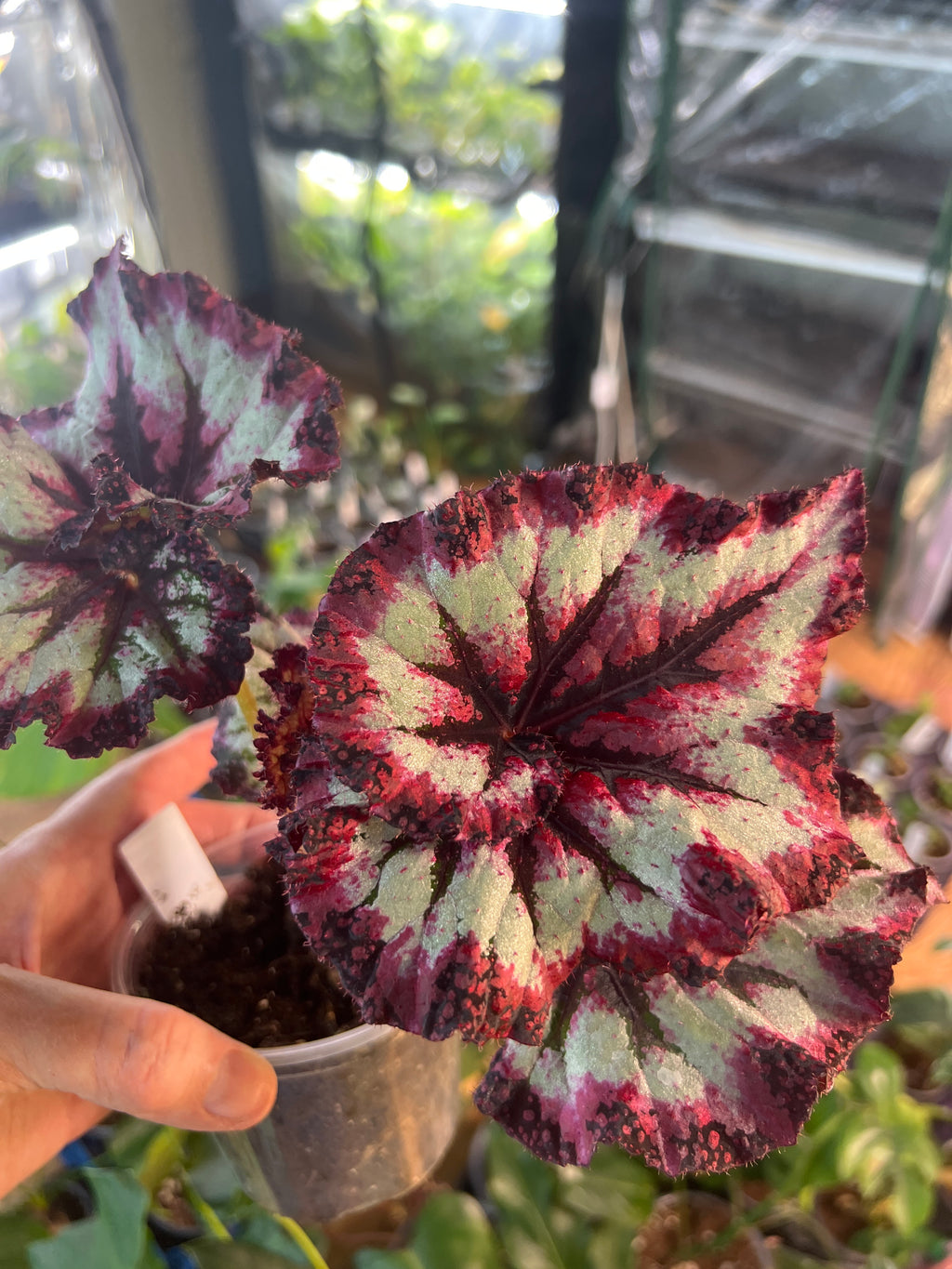 Begonia Harmony's Strawberry Shortcake live plant foliage and detail view 2