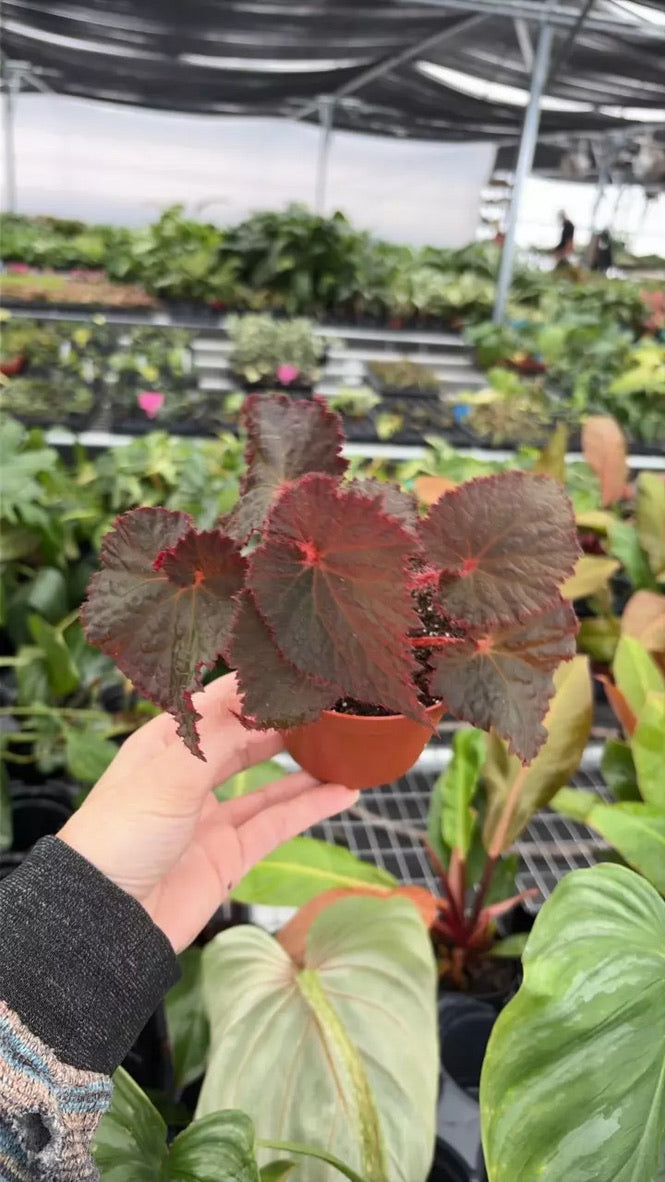Begonia Midnight Magic live begonia from Mulliken Nursery