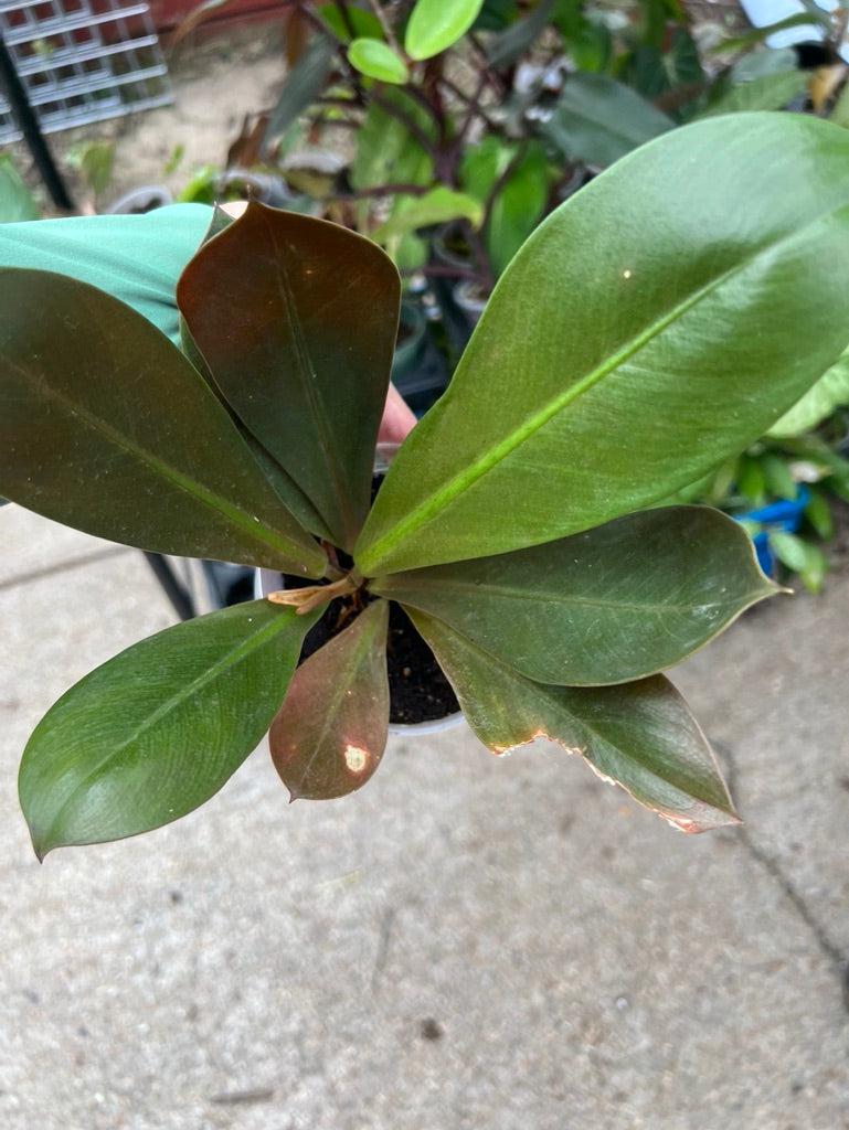 Philodendron Linnae Kunth