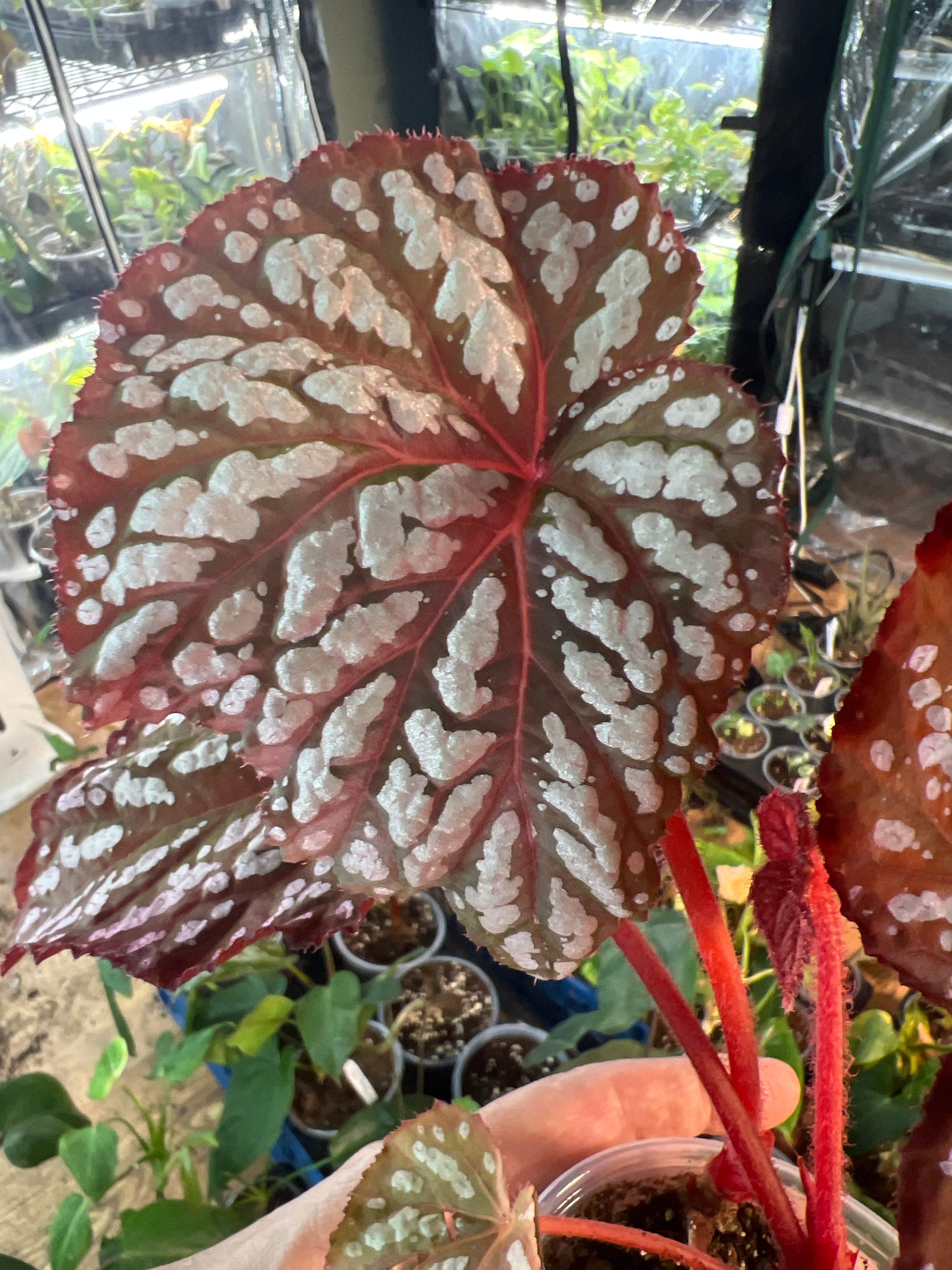 Begonia Betsey