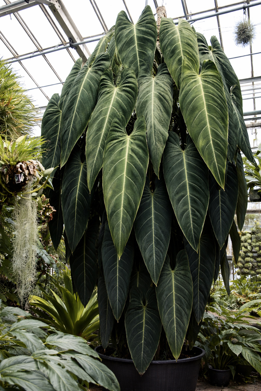 Philodendron Melanochrysum