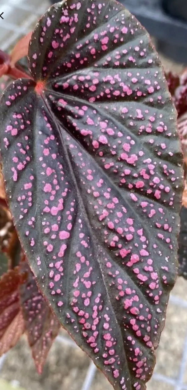 Begonia Pink Spot Maculata