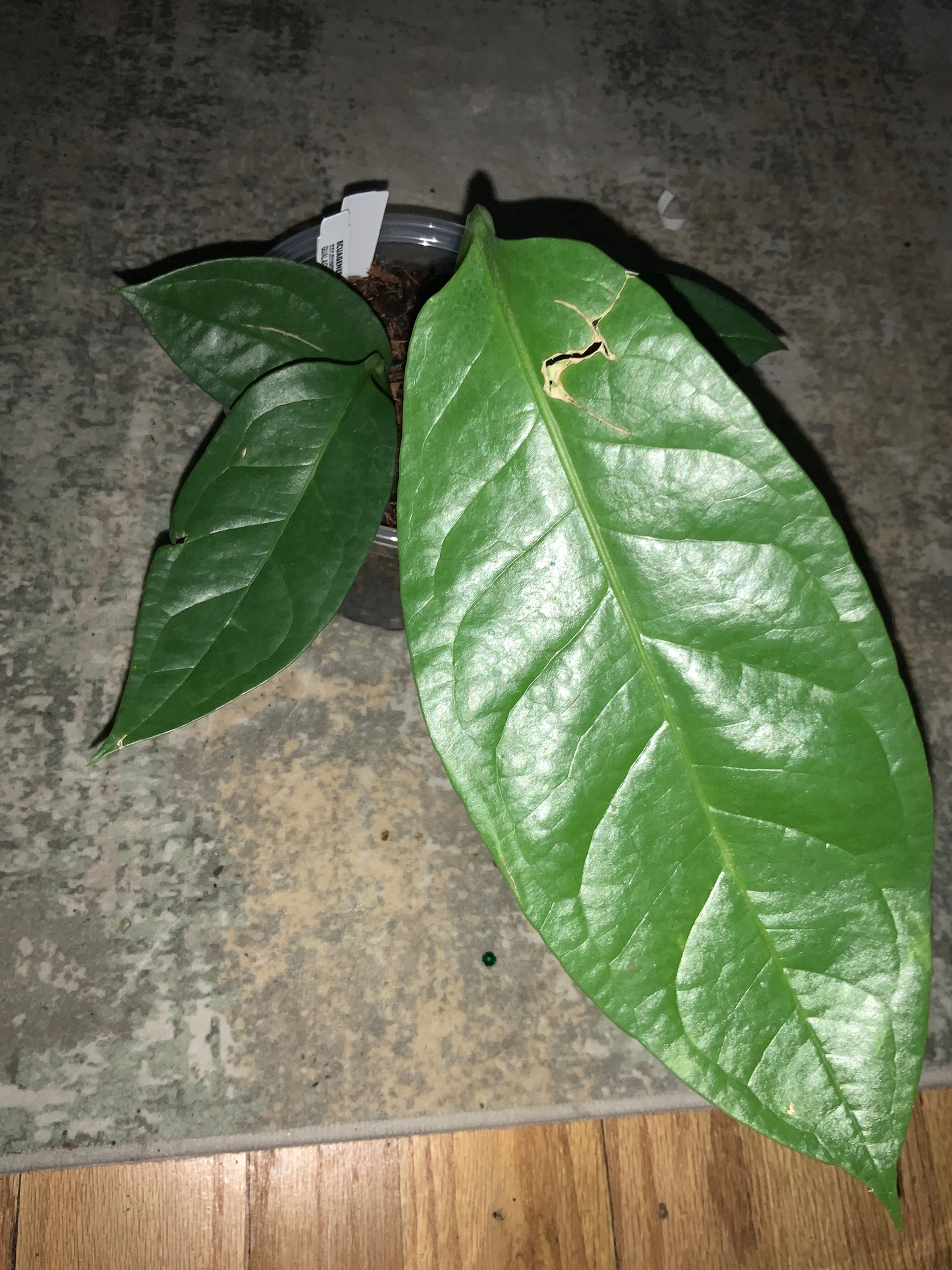 Anthurium Oxycarpum Giganteum