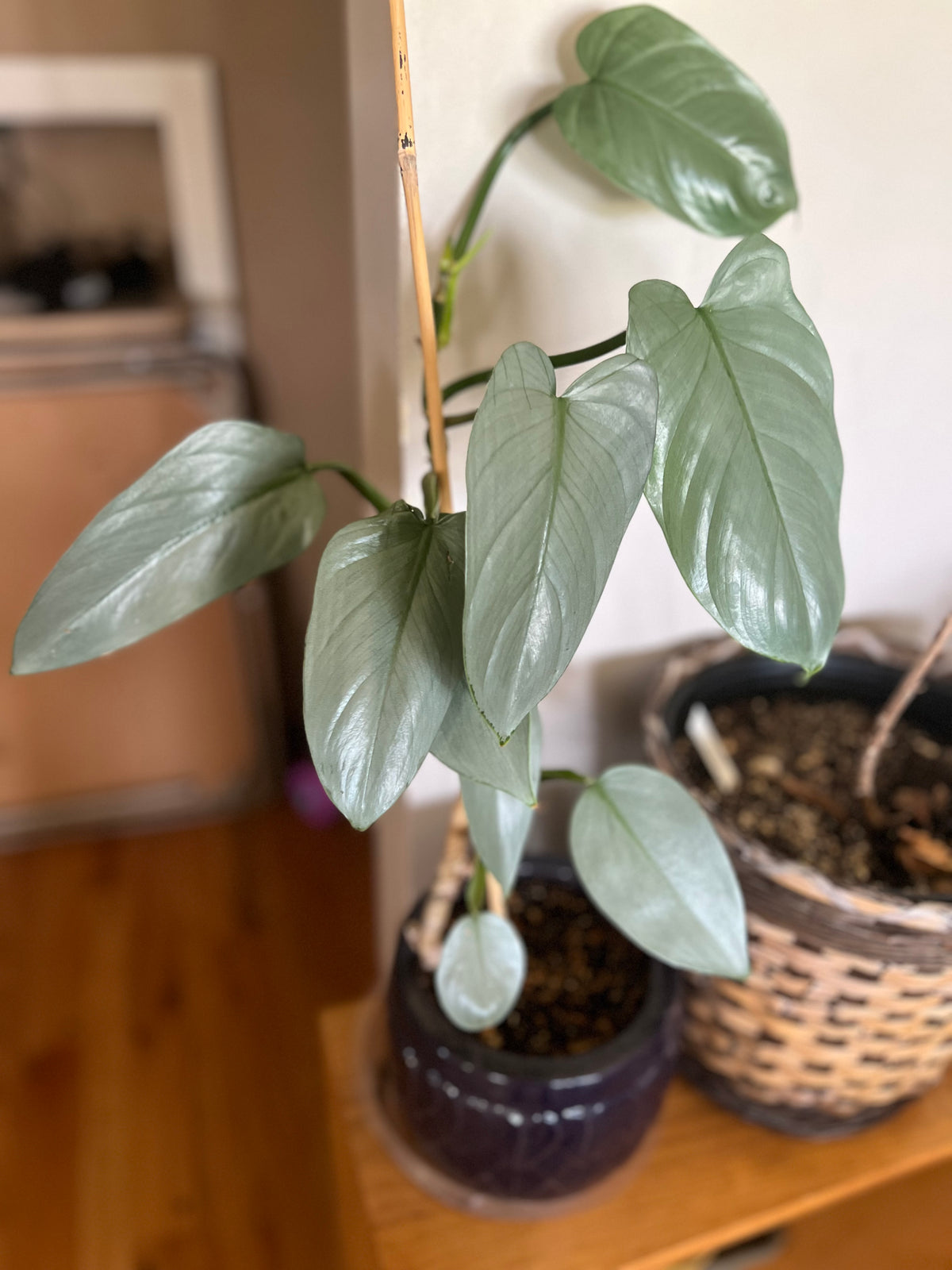 Philodendron Silver Sword