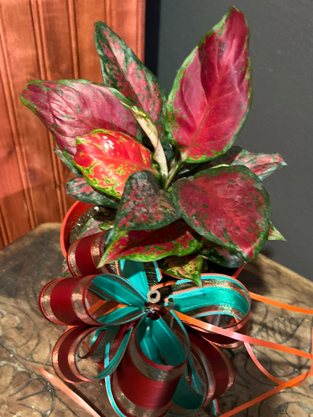 Aglaonema Black Maroon Christmas Pot