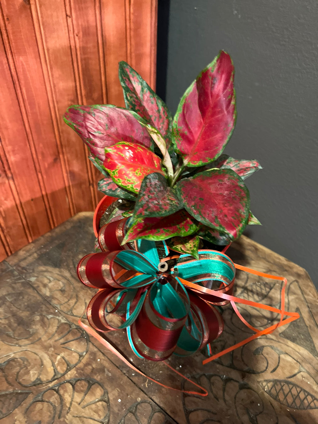 Aglaonema Black Maroon Christmas Pot