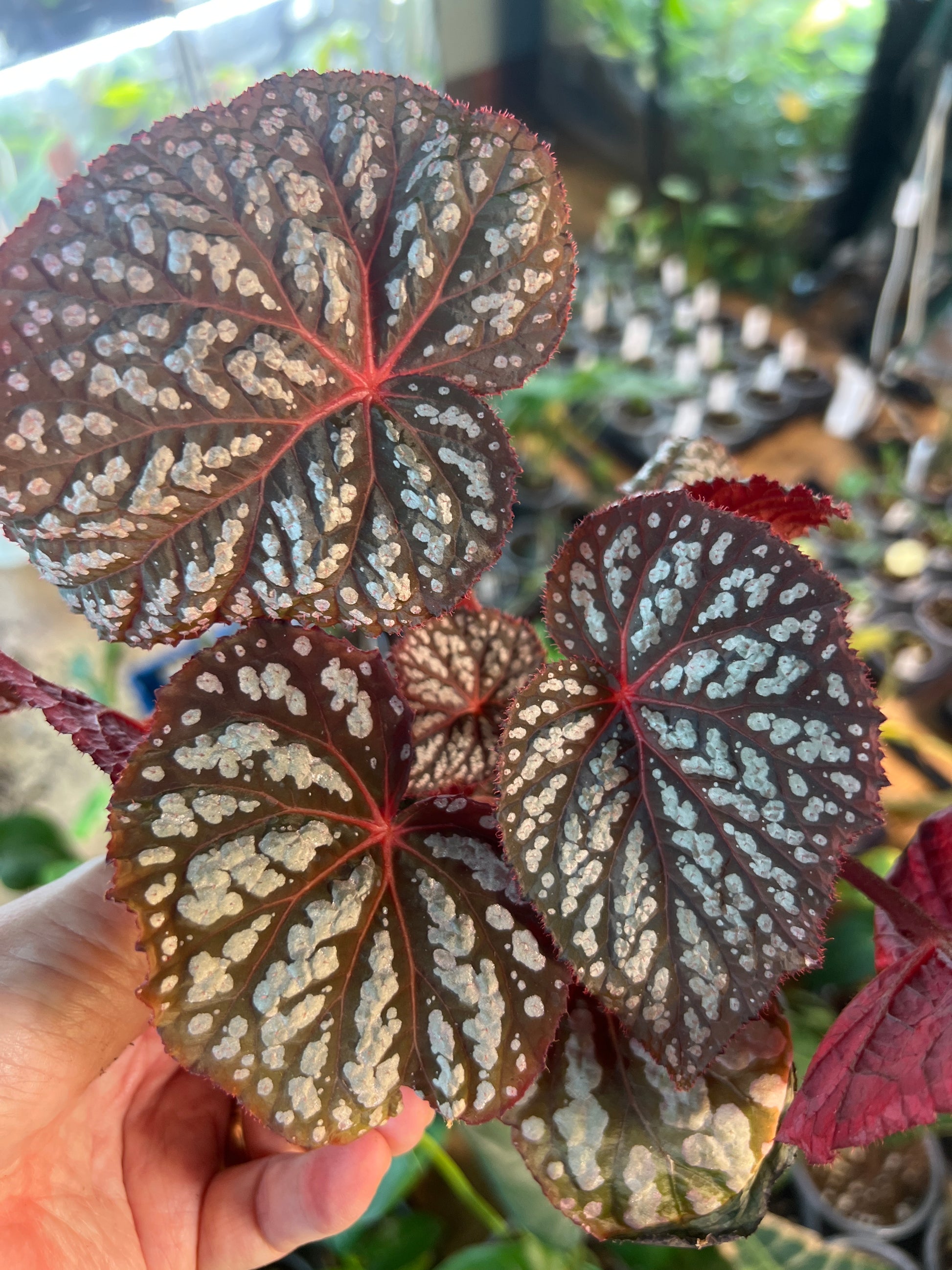 Begonia Blue Betsy