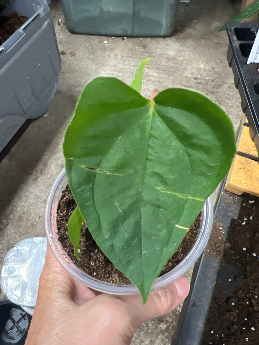 Anthurium 'Espíritu de Montaña' × A. papillilaminum live plant foliage and detail view 2