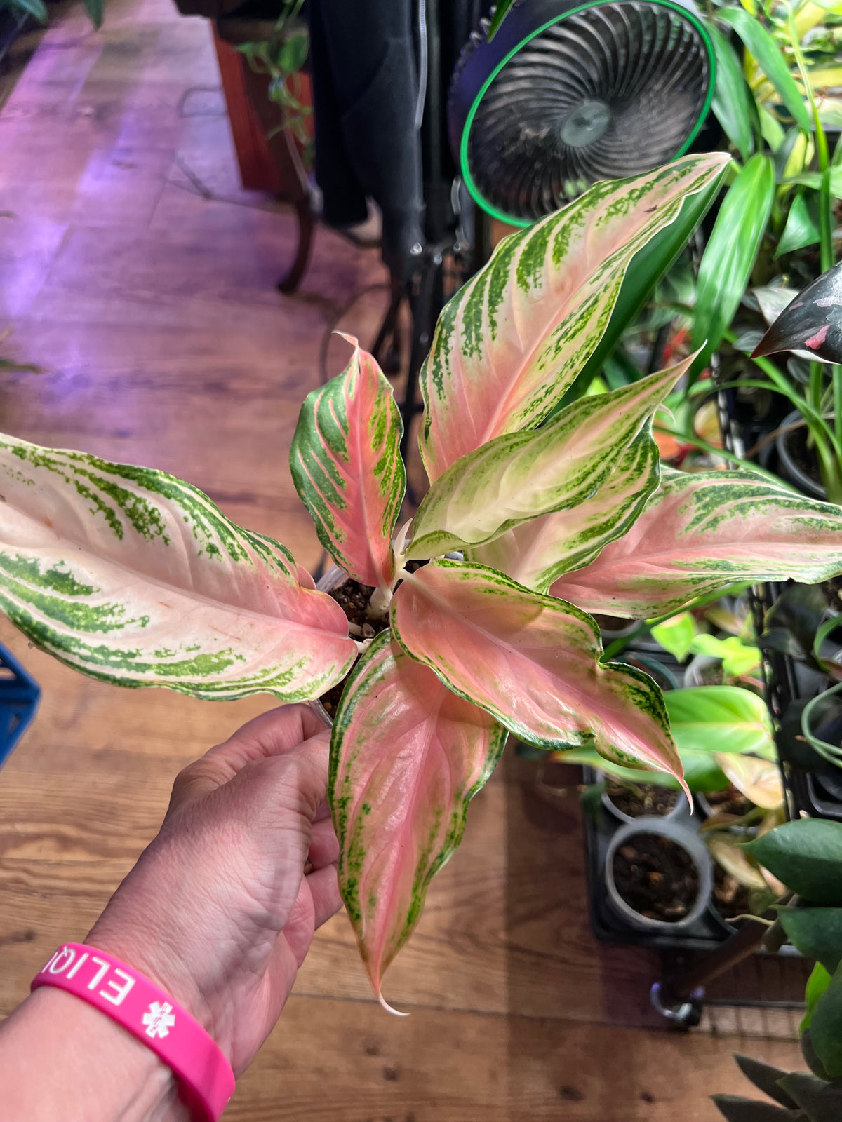 Aglaonema Red Panama
