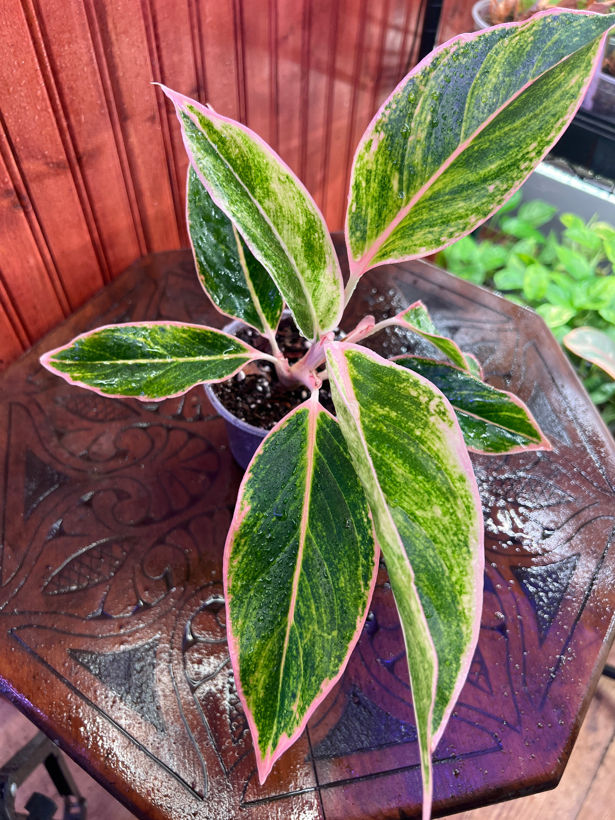 Aglaonema Ploy Chompoou