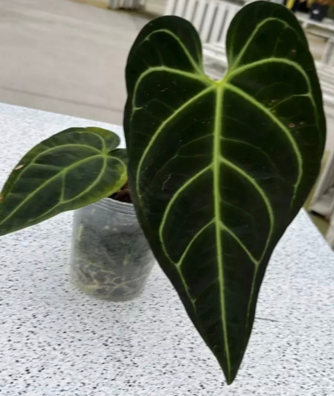 Anthurium Regale