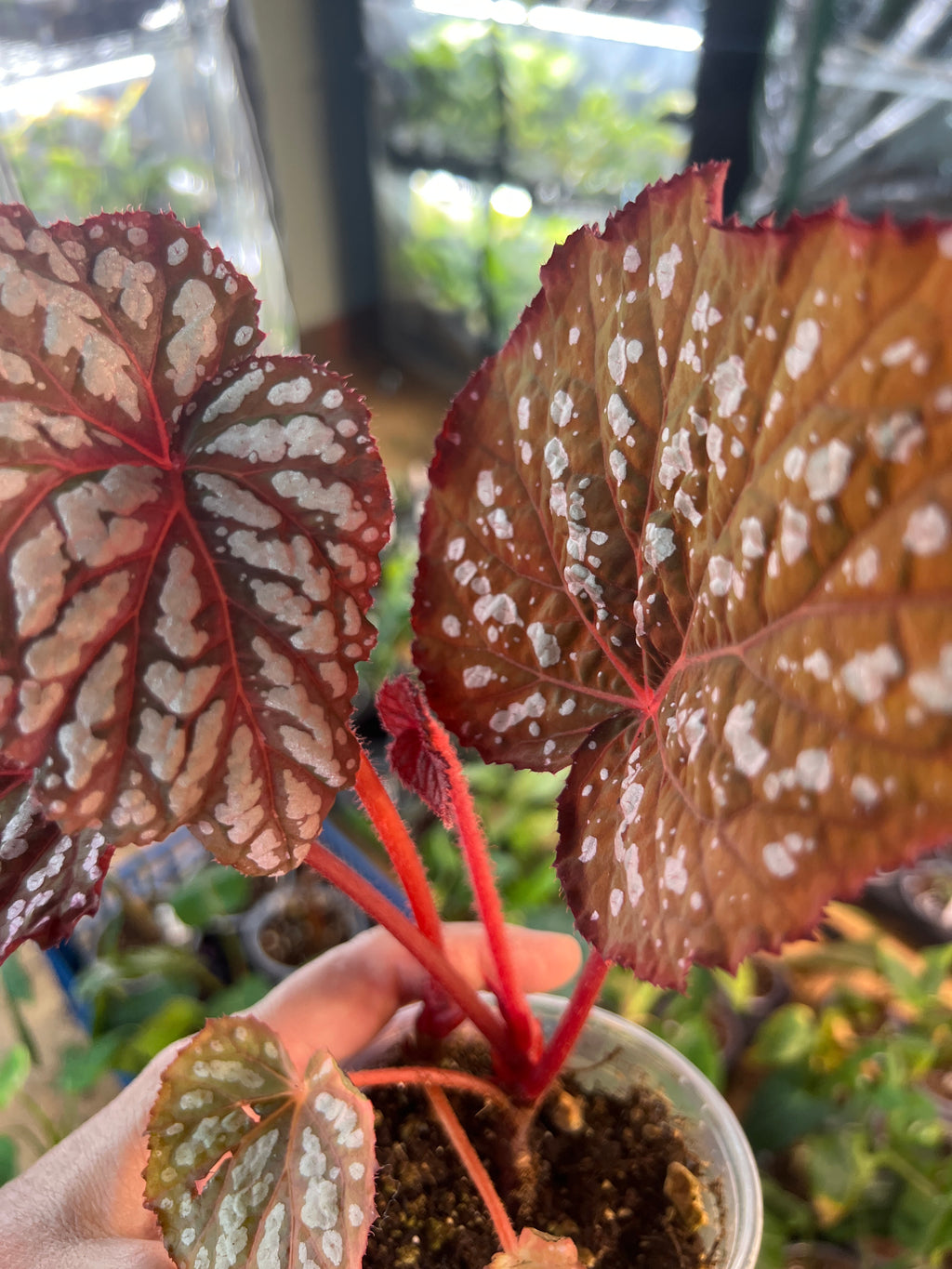 Begonia Betsey