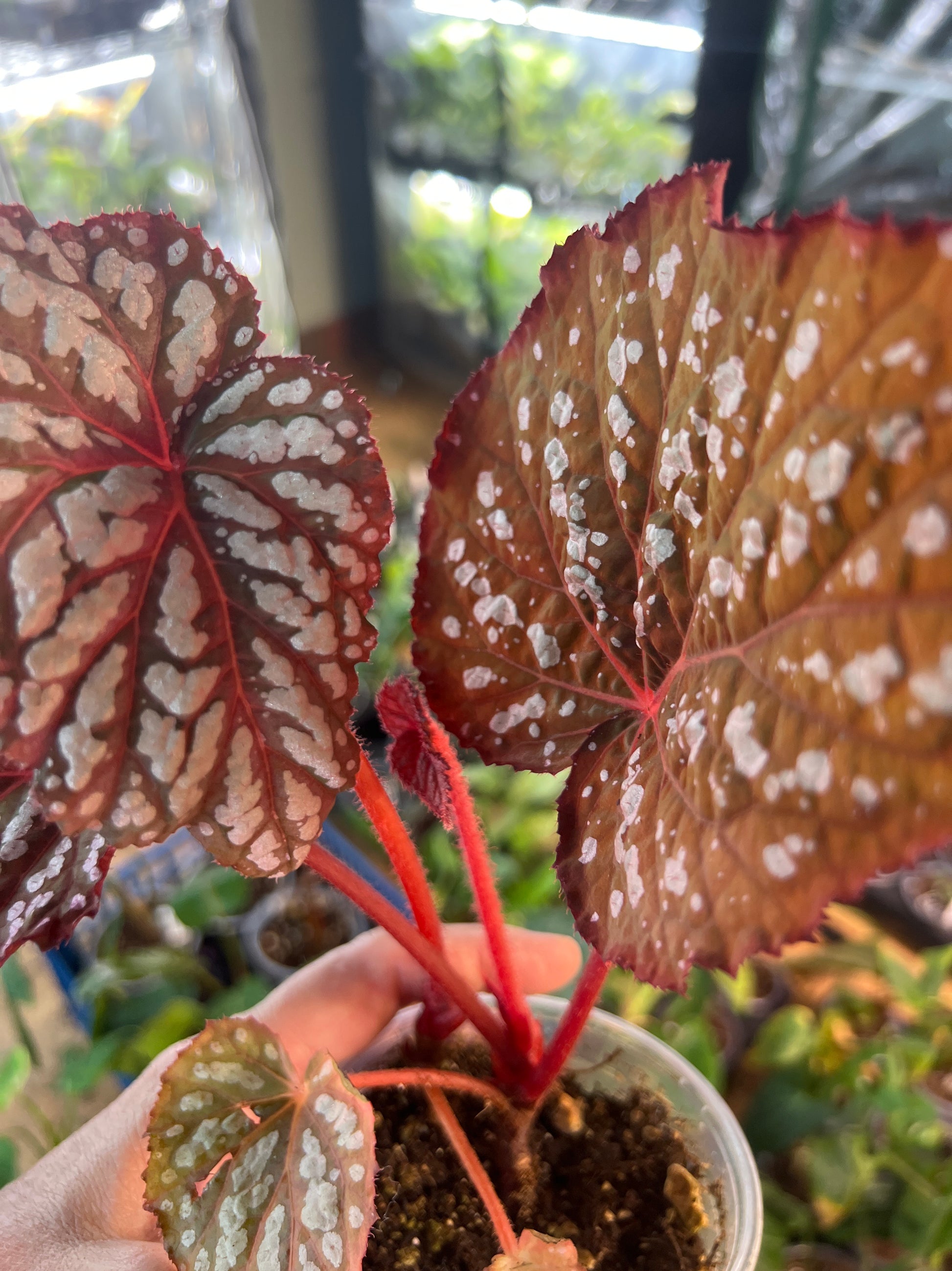 Begonia Betsey