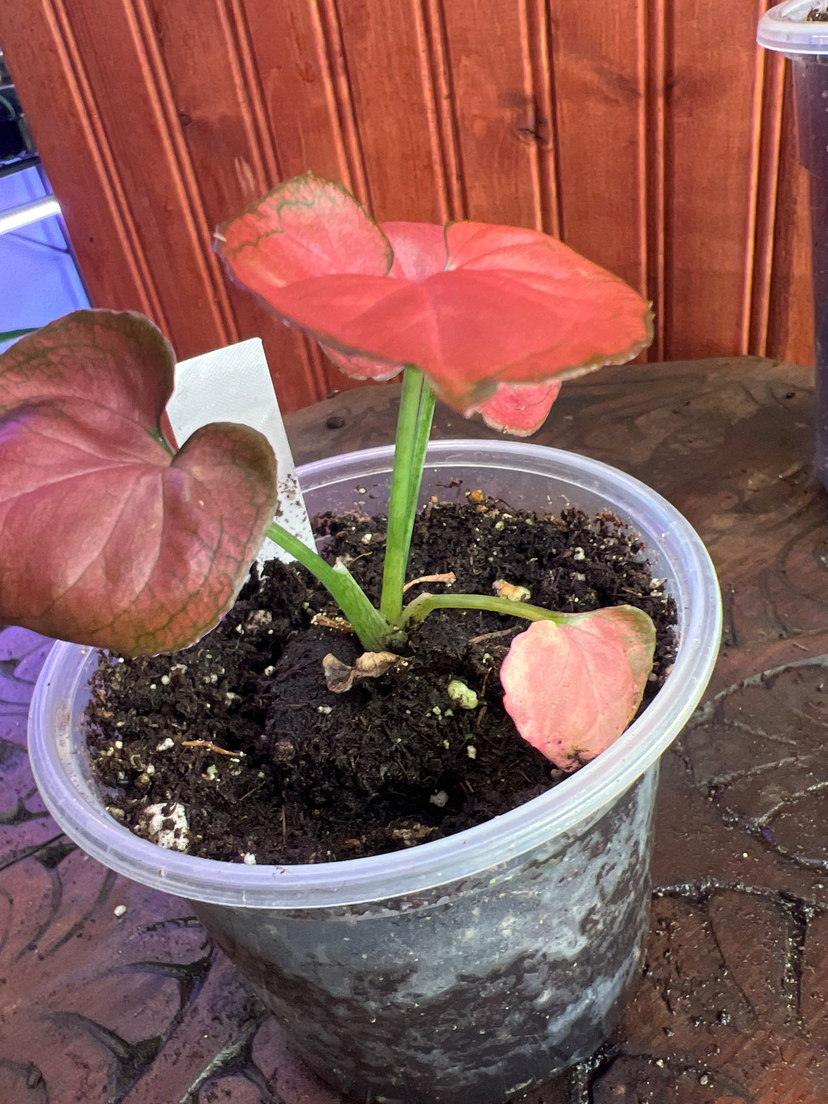 Syngonium Orm Nak