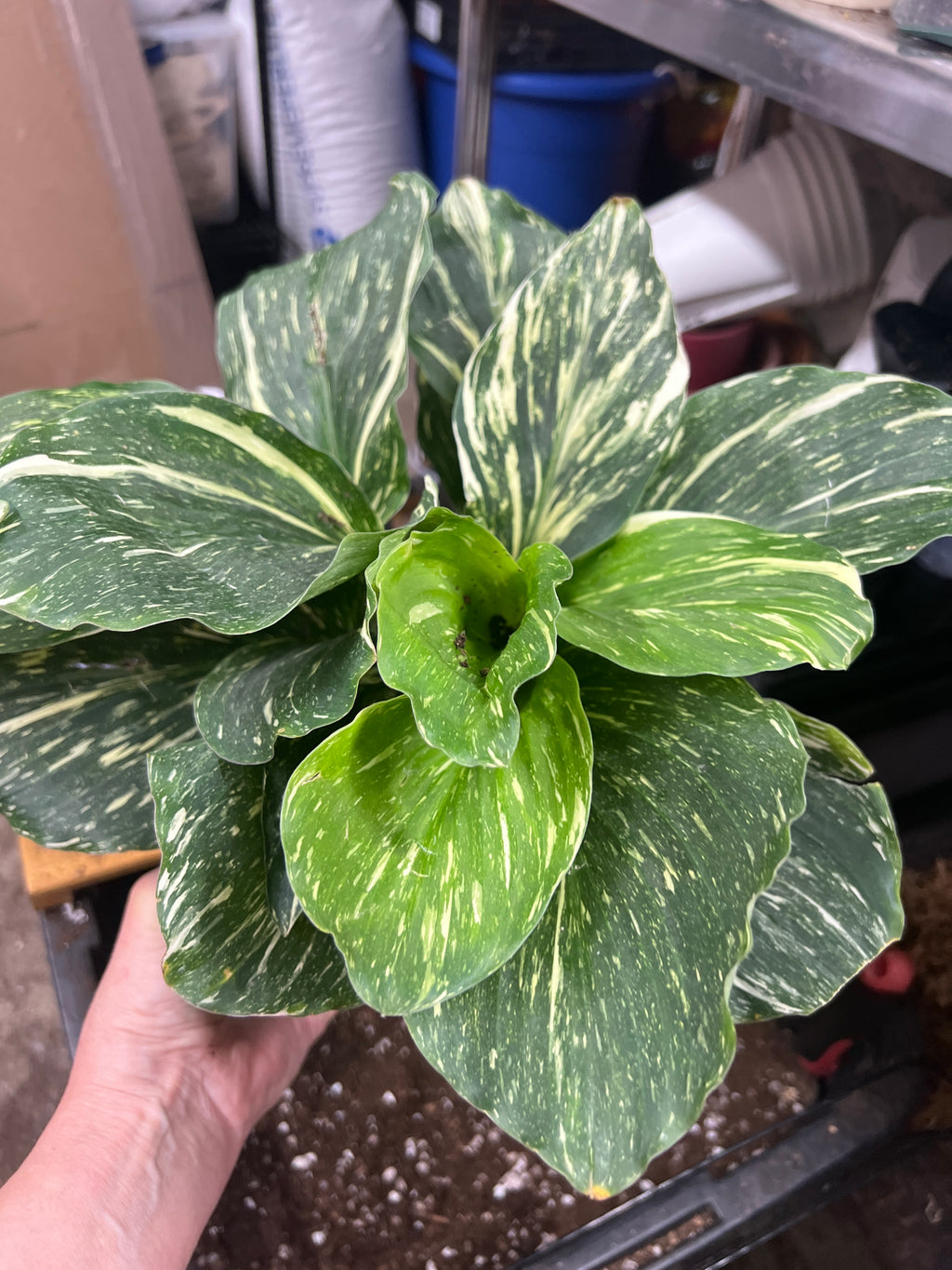 Kaempferia Peacock Ginger Var.