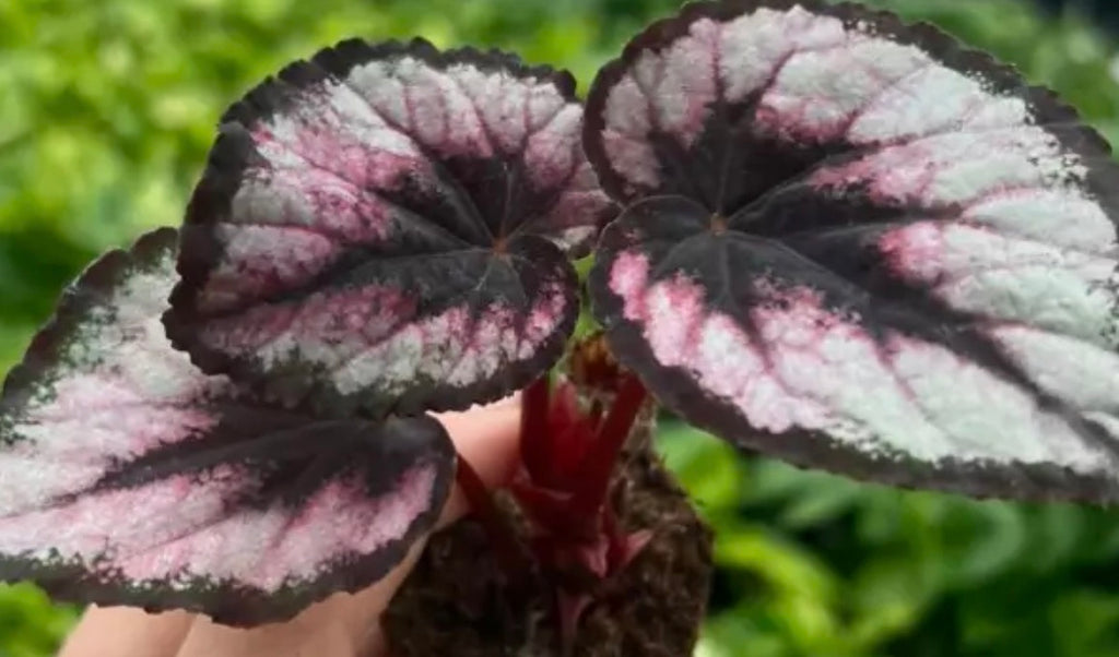 Begonia Red Kiss live begonia from Mulliken Nursery