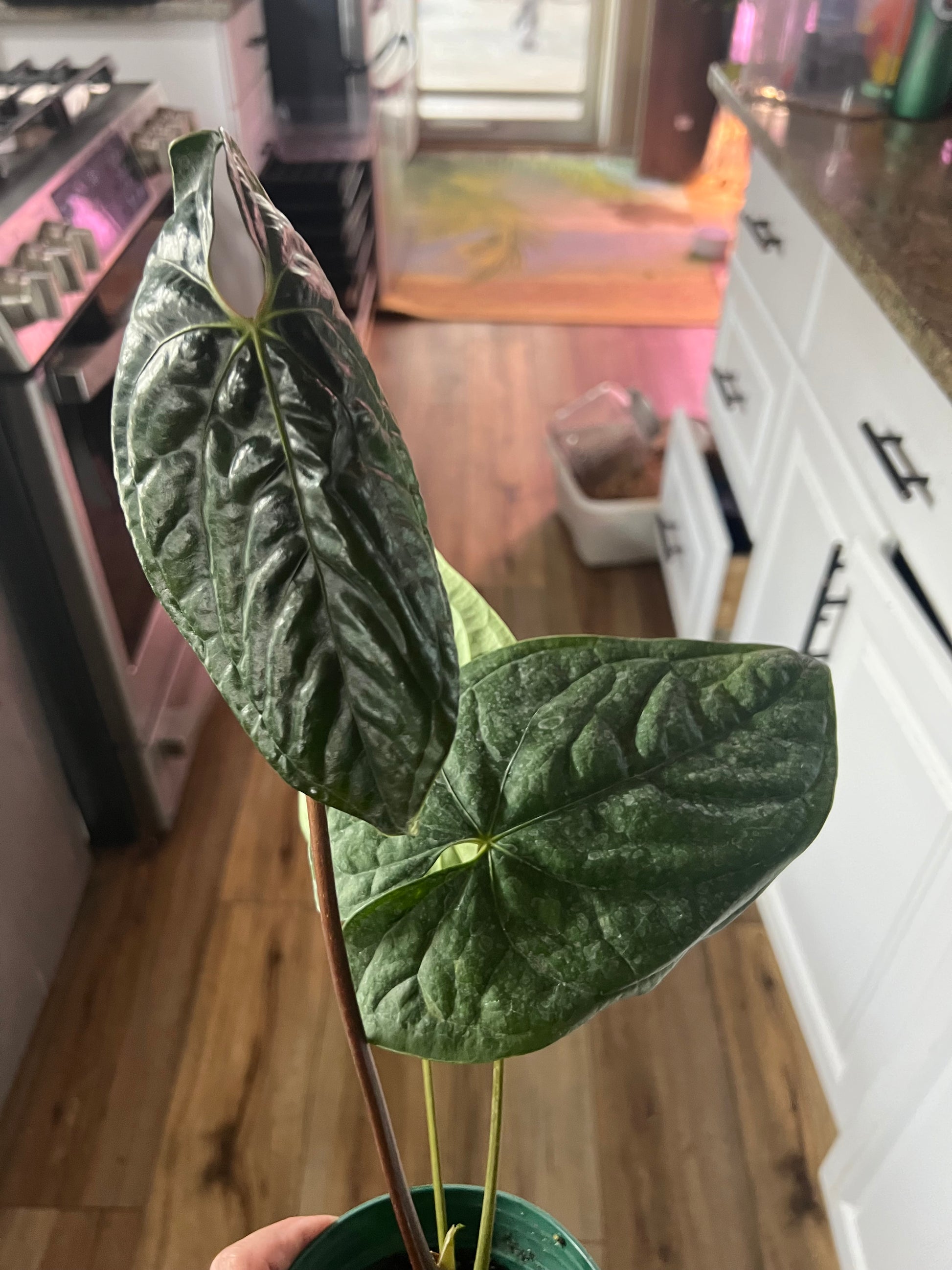 Anthurium Luxury Dreams    ‘Inverse Crossing’