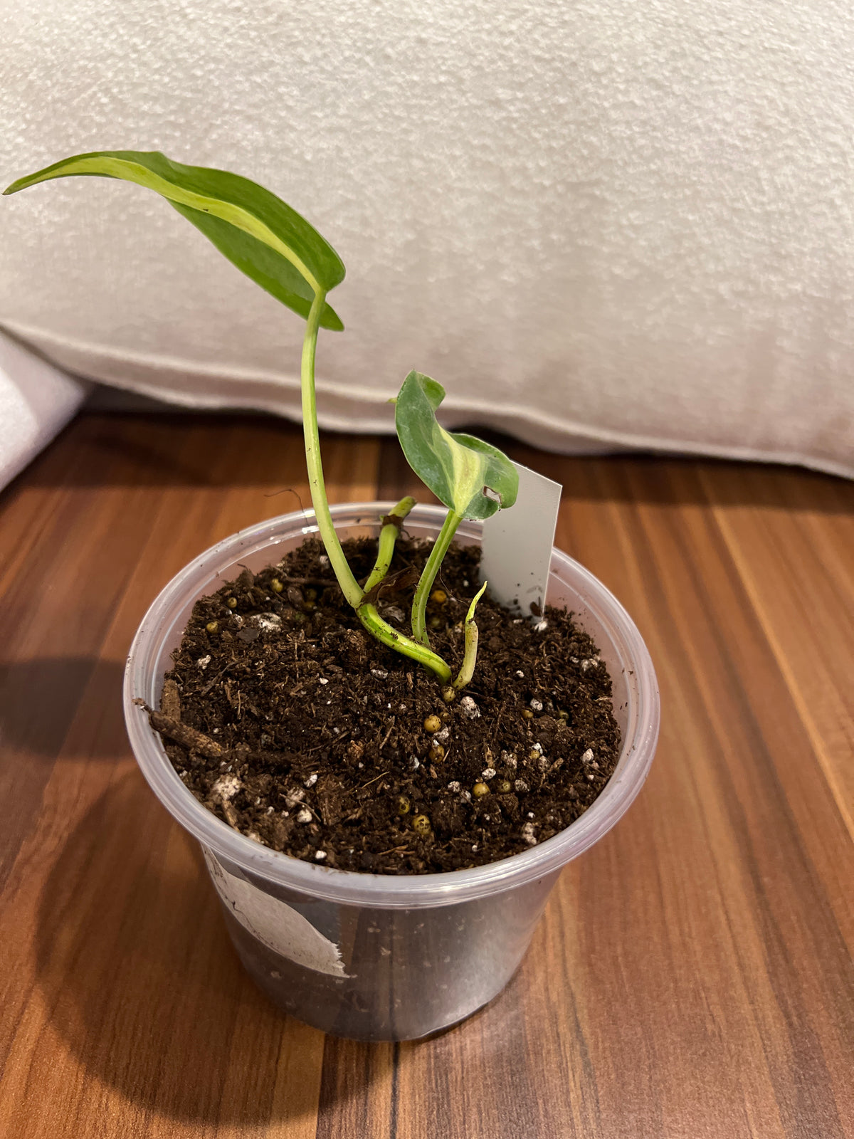 Philodendron Cream Splash