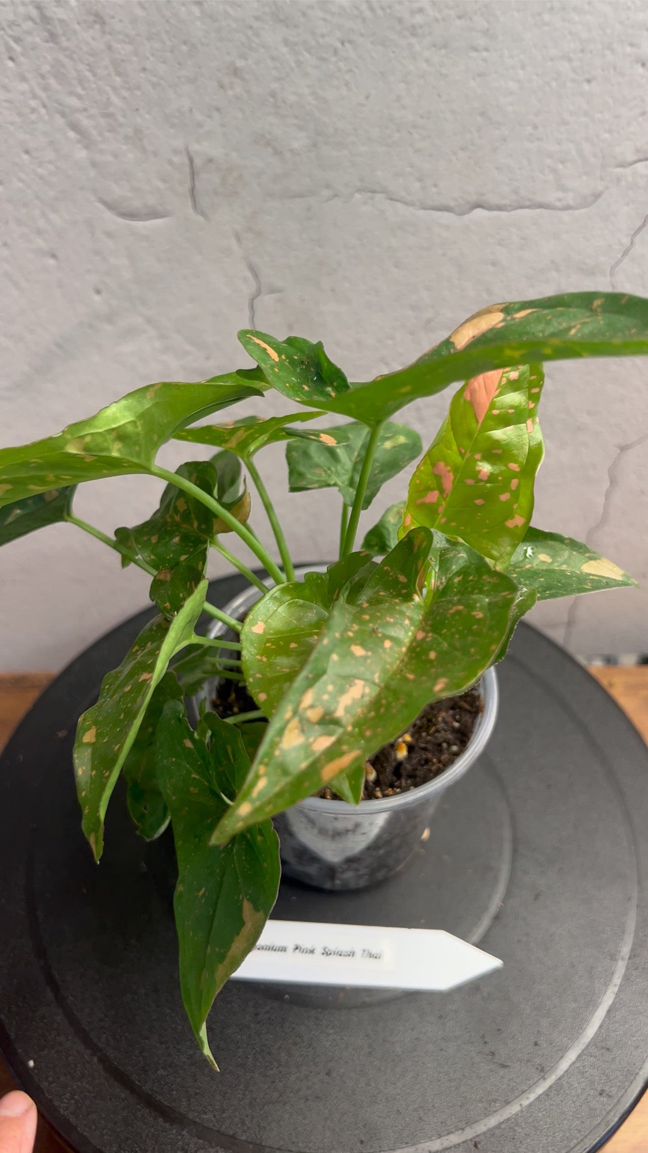 Syngonium Pink Splash Thai