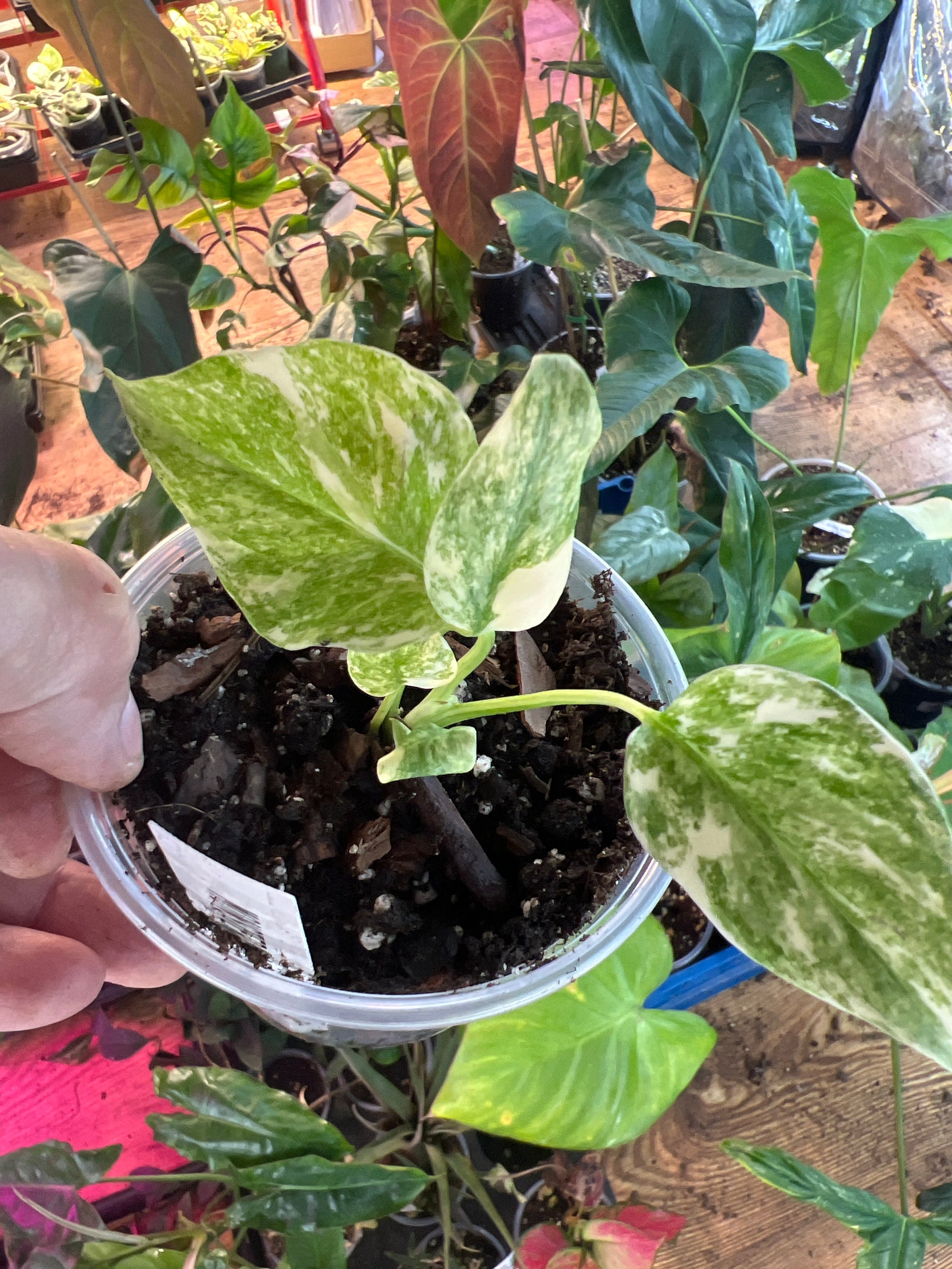 Monstera Green Snow