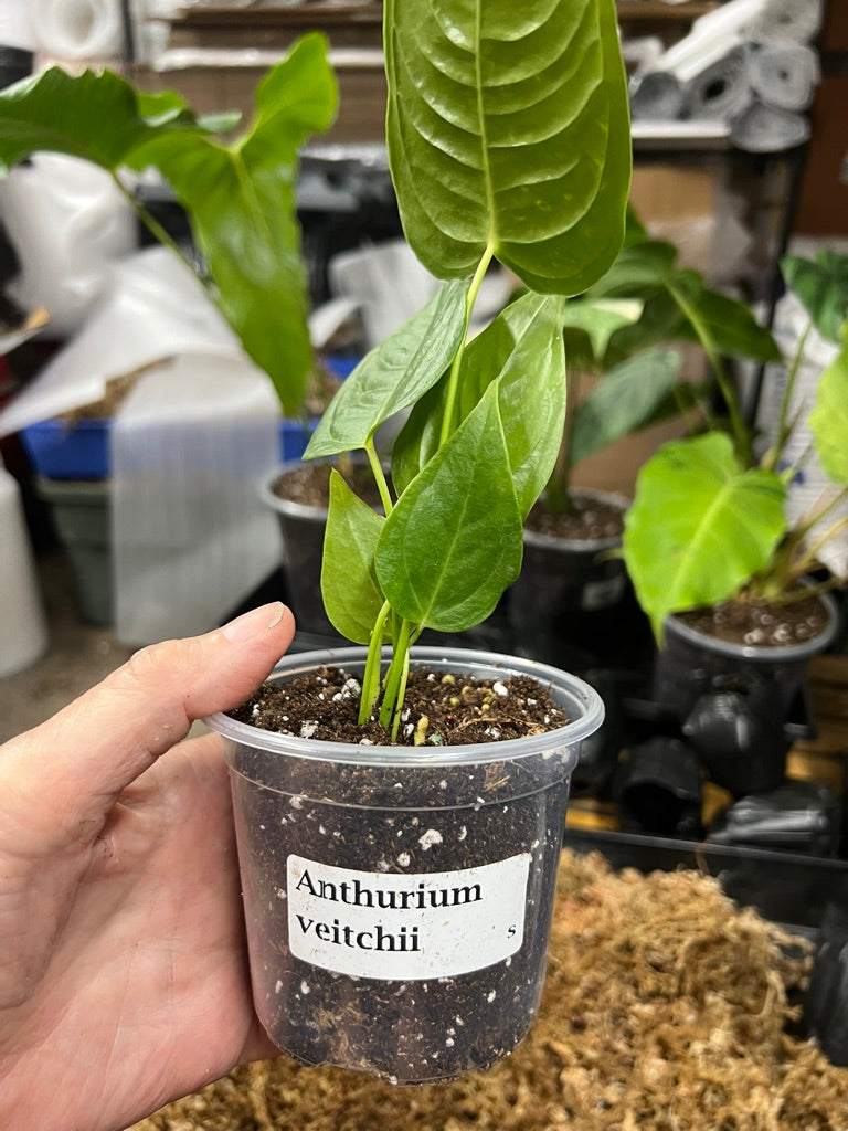 Anthurium veitchii (King Anthurium)