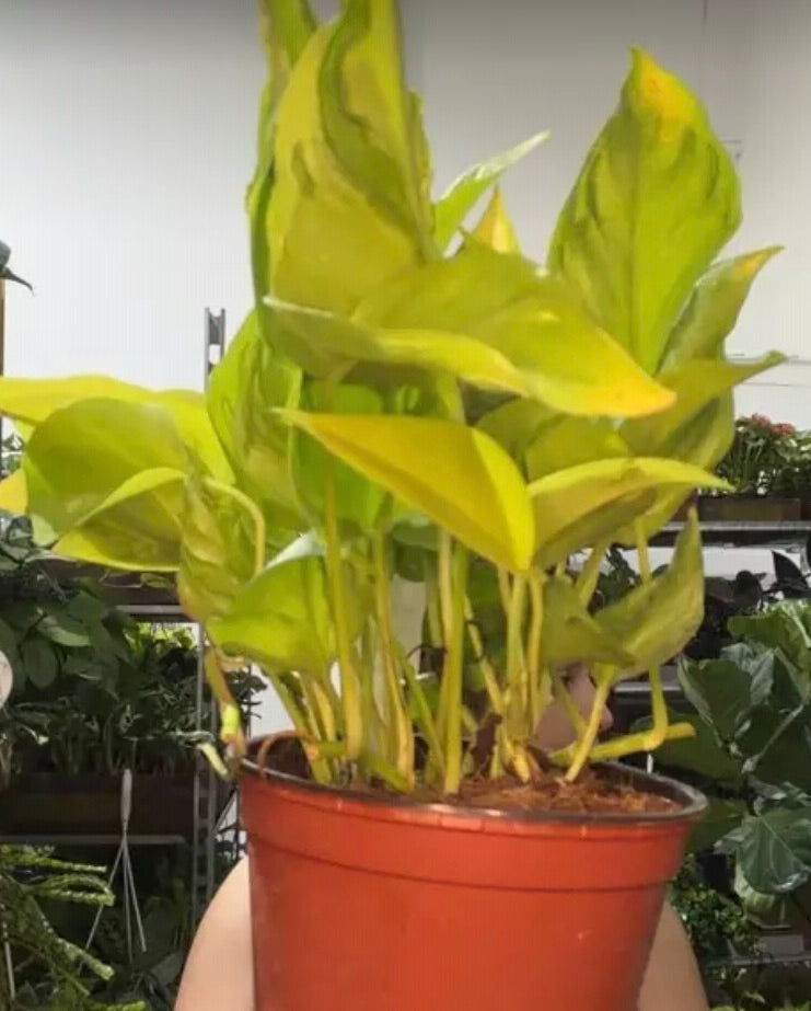 Philodendron São Paulo