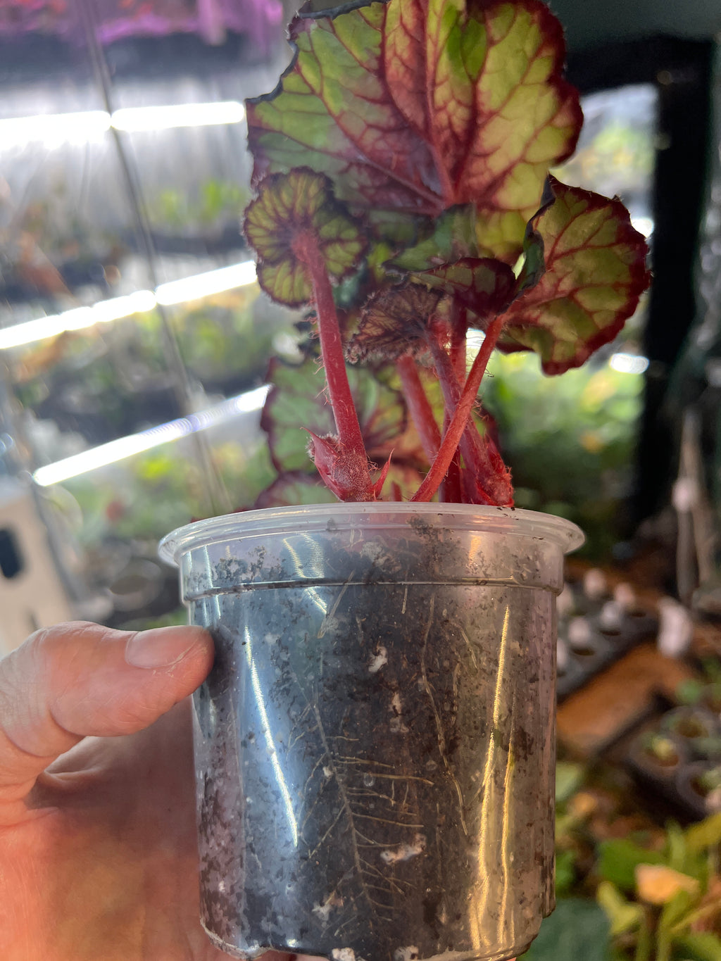 Begonia Harmony's 'Jingle Bells' live plant foliage and detail view 4
