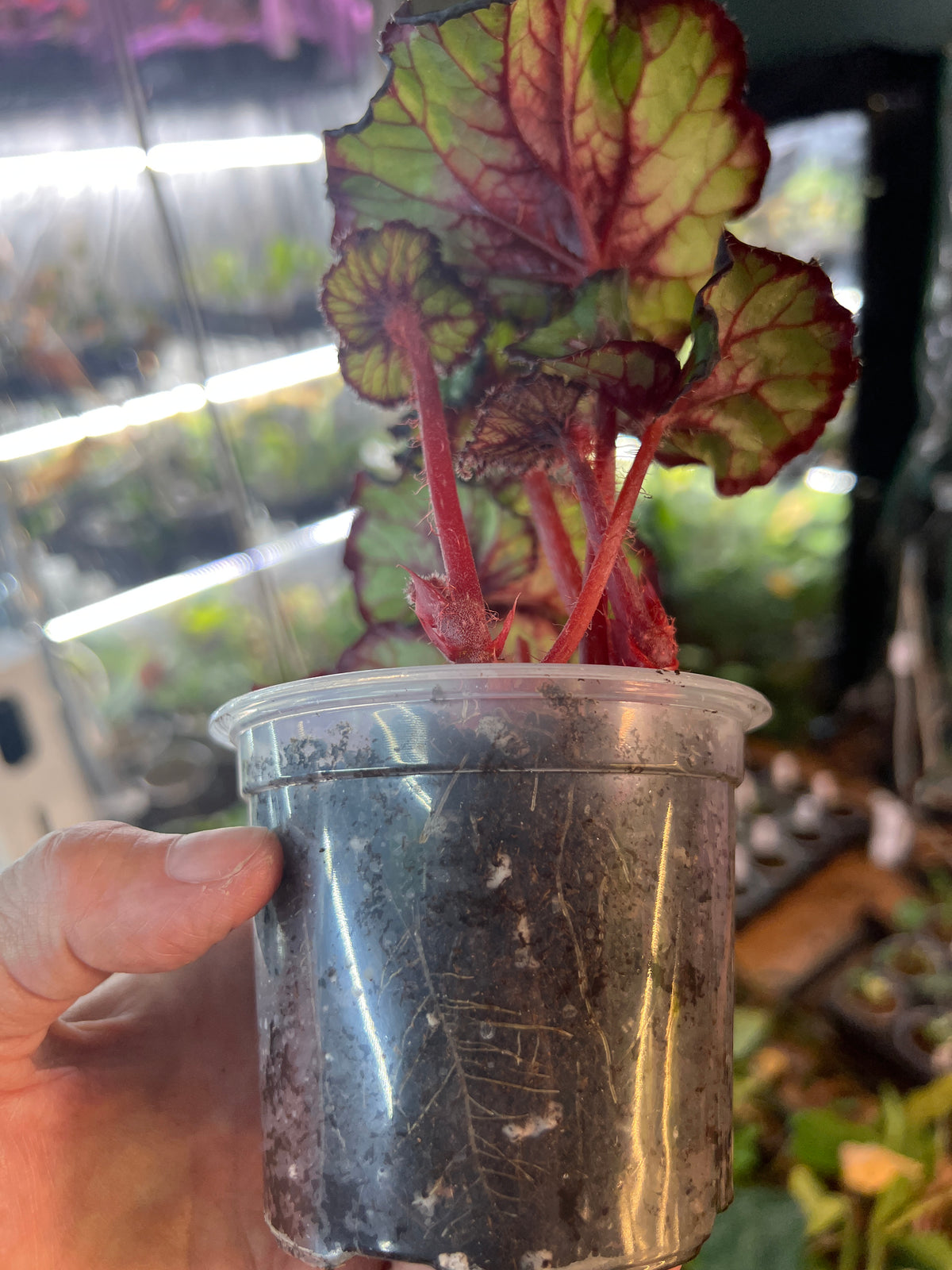 Begonia Harmony's 'Jingle Bells' live plant foliage and detail view 4